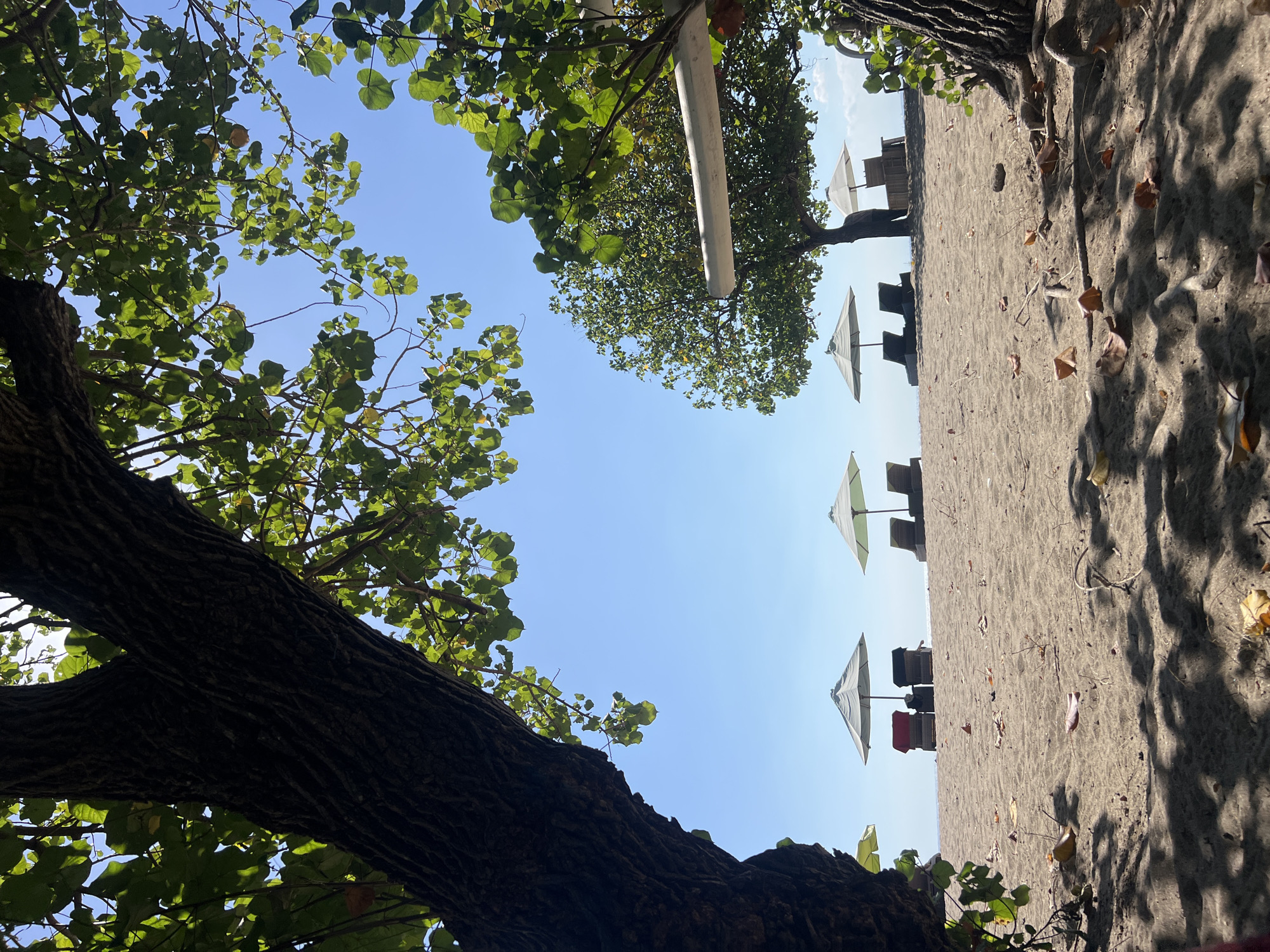 A beach in Kuta, Indonesia features a row of lounge chairs and umbrellas on a sandy shore under a clear blue sky. A large tree with dark bark and green leaves dominates the foreground, casting shadows on the sand. Scattered leaves lie on the ground. The ocean is visible in the distance.