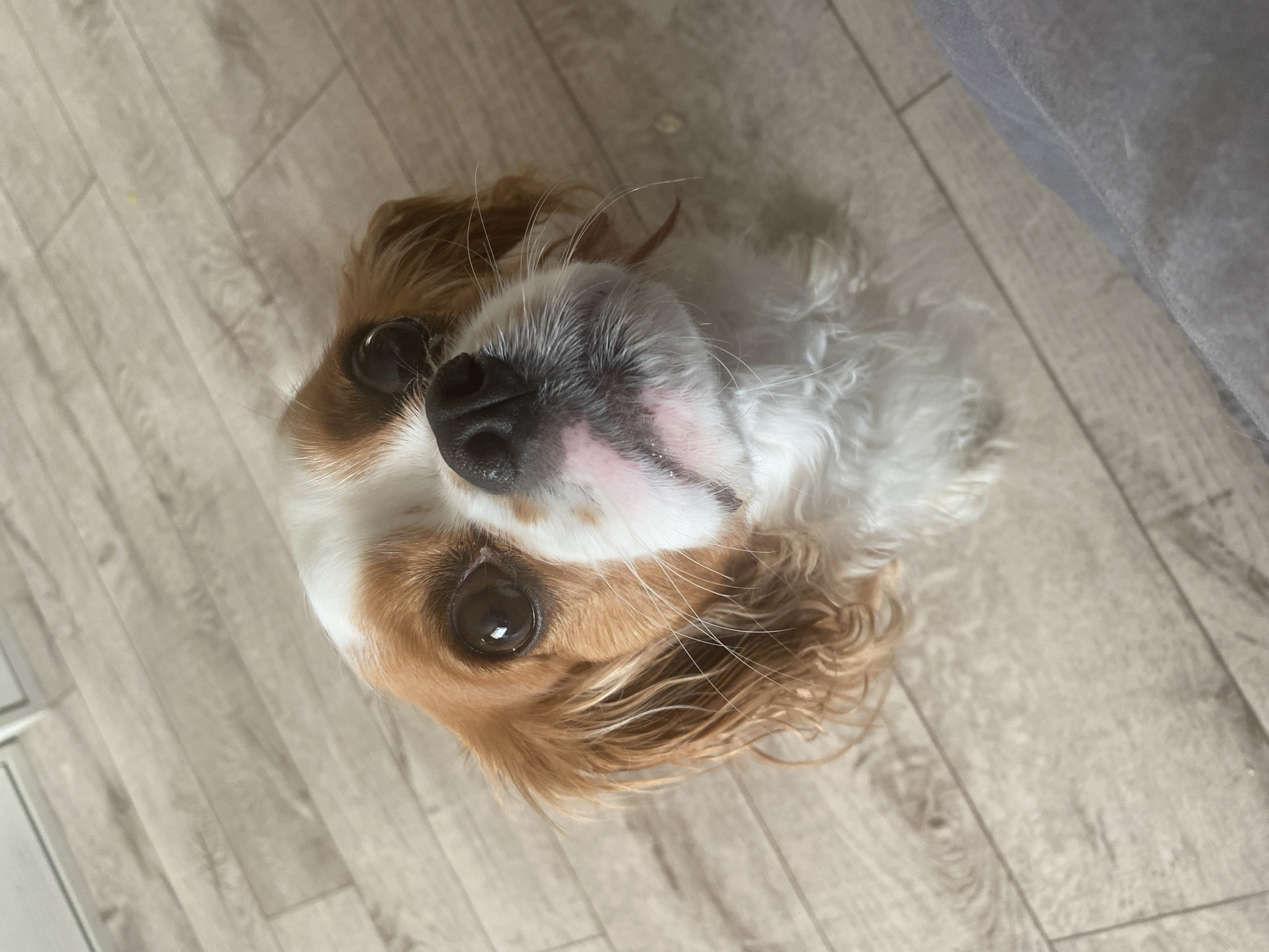 An overhead, close-up shot shows the face of a Cavalier King Charles Spaniel. The dog's head is tilted upwards, and its large, dark eyes are looking directly at the camera. Its nose is black and wet, with pinkish markings around the muzzle. The dog has floppy, reddish-brown ears and a white chest with patches of reddish-brown on its head and back. The background is a light-colored wooden floor. A portion of gray fabric is visible in the lower right corner of the frame.