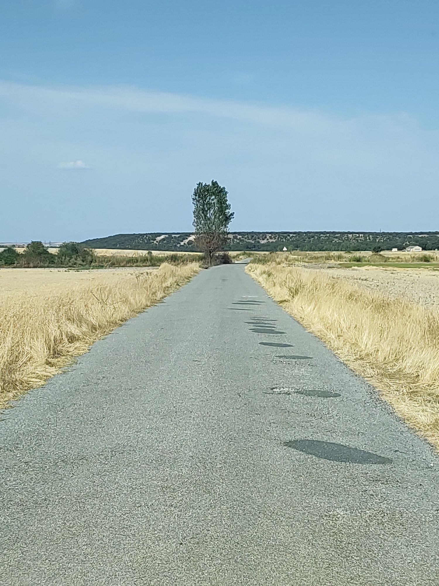 An asphalt road stretches into the distance, flanked by fields of dry, golden wheat on either side. A single, tall green tree stands near the center of the frame, its shadow cast upon the road. The sky above is a clear, pale blue with a faint white cloud on the horizon. In the background, rolling hills covered in green foliage rise against the sky, with a few scattered buildings and power lines visible. The road has several dark, irregular patches, likely potholes or repaired areas. The scene appears to be a rural landscape in the municipality of Marugán, Spain, likely during a dry season.