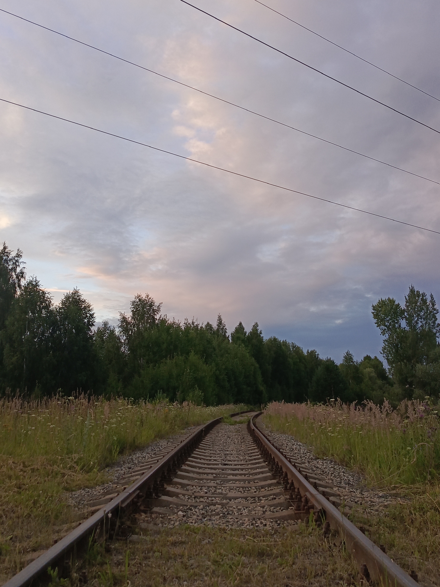 A low-angle, wide shot captures a set of railroad tracks curving to the left in the foreground, disappearing into a dense forest. The tracks are made of metal rails supported by wooden ties and ballast. To the left and right of the tracks, tall grass and wildflowers grow. Beyond the grass, a line of dark green trees forms a thick canopy. The sky above is overcast with soft clouds tinged with pink and purple, suggesting either sunrise or sunset. Several dark, thin power lines stretch horizontally across the upper portion of the image. The scene is devoid of any people or animals.