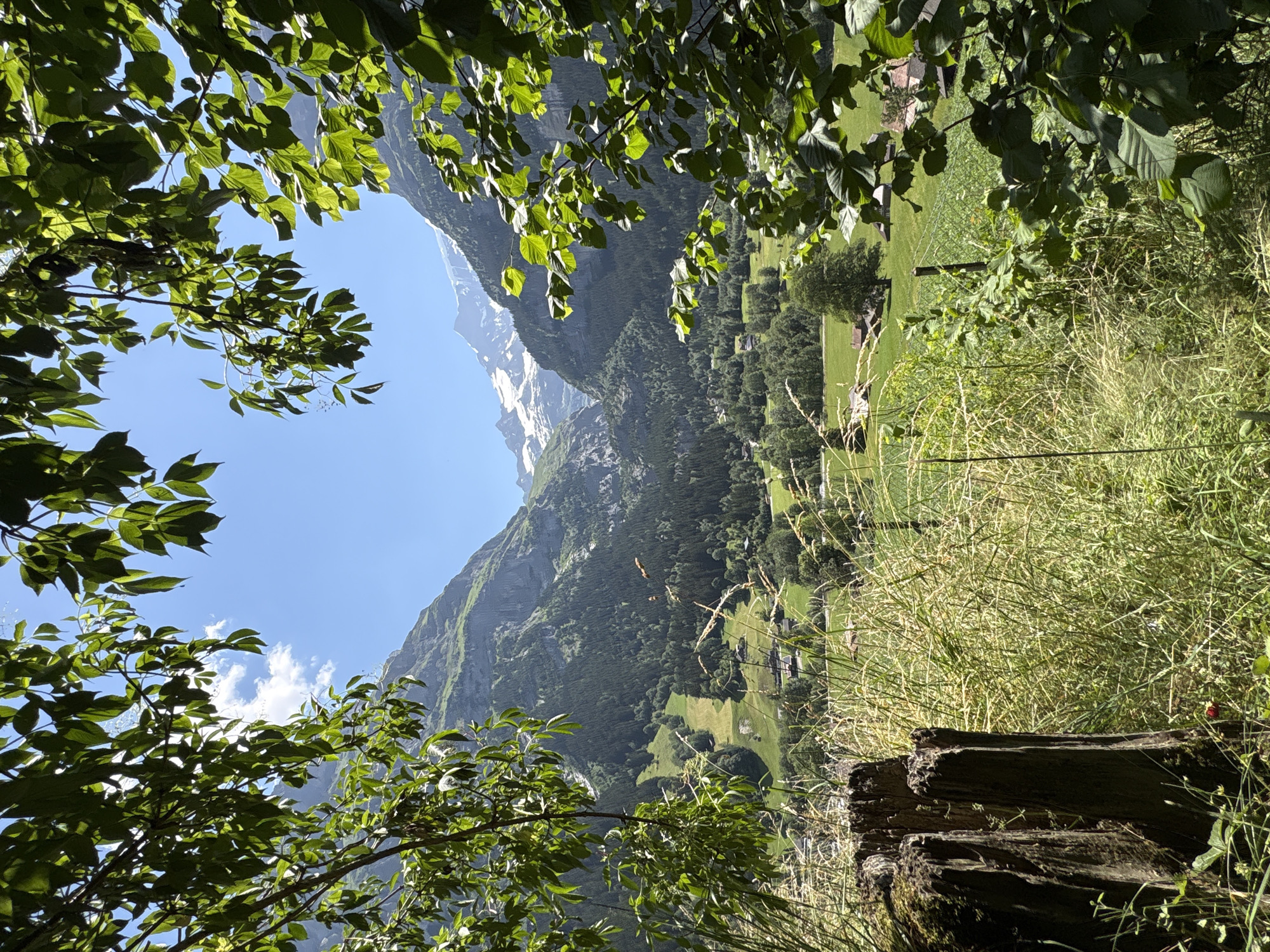 A picturesque view of the Swiss Alps near Grindelwald, Switzerland is framed by lush green foliage in the foreground. The scene is bathed in bright sunlight under a clear blue sky with scattered white clouds. The middle ground features a verdant valley dotted with small houses and farm buildings, surrounded by dense forests that ascend the mountainsides. The majestic, snow-capped peaks of the Alps dominate the background, their rugged slopes testament to the dramatic mountain landscape. In the immediate foreground, a weathered tree stump and tall grasses add a touch of rustic charm to the natural beauty. The overall impression is one of serene alpine splendor.