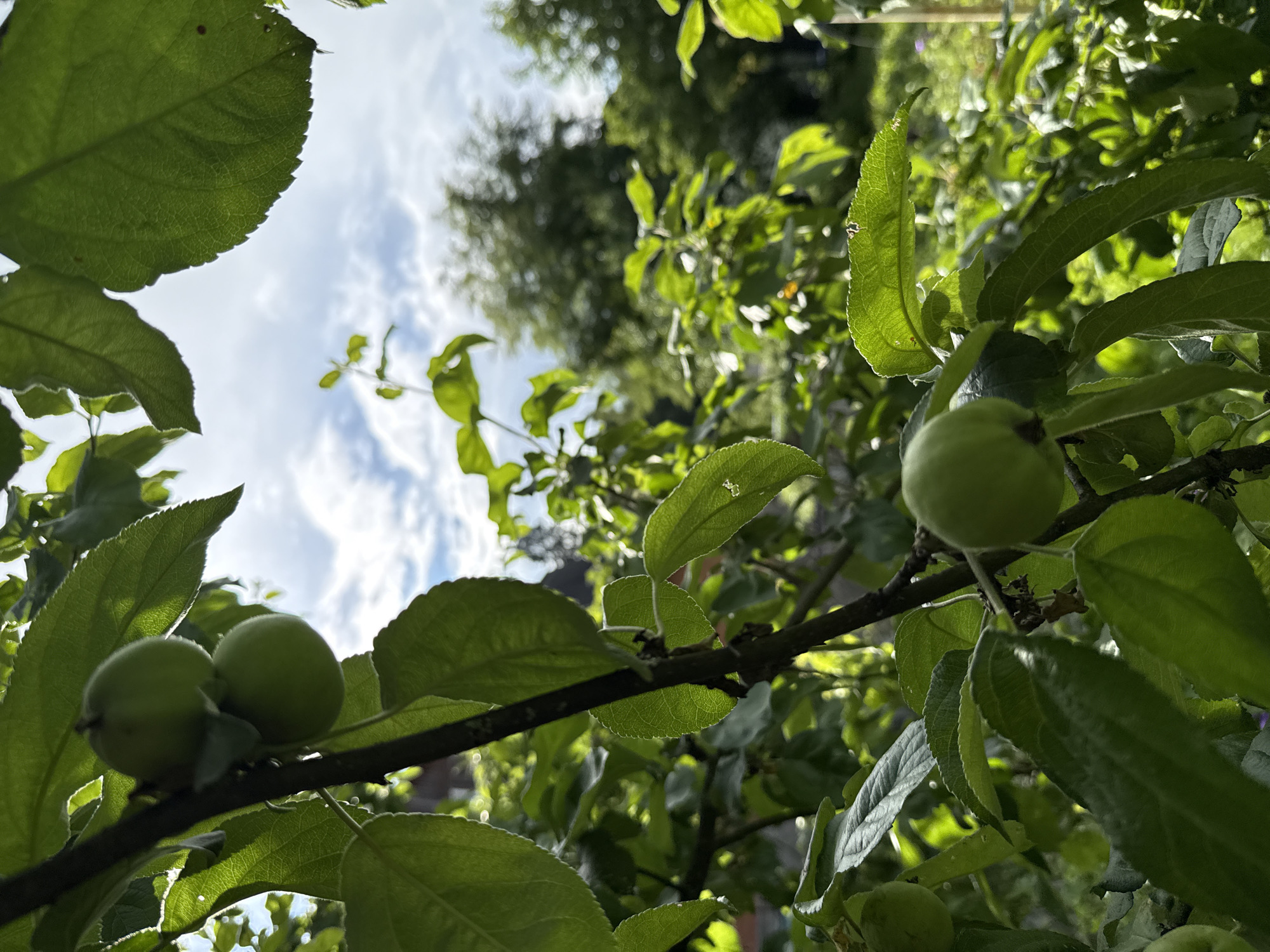 A close-up shot captures a branch of an apple tree with several small, green, unripe apples and large, vibrant green leaves against a backdrop of a cloudy blue sky. The leaves are detailed, showing their veins and serrated edges. In the distance, out of focus, are more trees and foliage, suggesting an outdoor, possibly garden or orchard, setting. The lighting indicates it is daytime, with the sun casting light through the leaves, creating a dappled effect. The location is identified as Дзержинец-83 Снт, Russia.