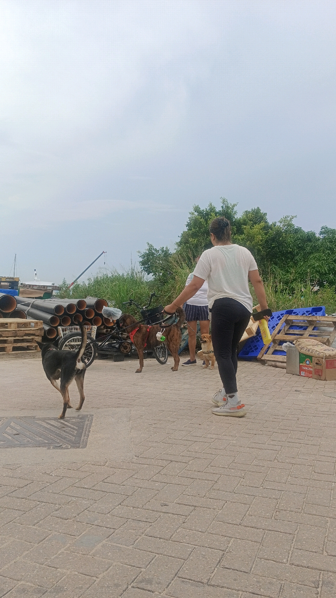A person is walking three dogs on a cloudy day in what appears to be a somewhat industrial or port area. The person in the foreground is wearing a white t-shirt, black leggings, and athletic shoes. They are holding a yellow object in their right hand and a leash in their left. One dog, a large brown and black mixed breed, is on the leash. Another dog, a smaller tan dog, is also on a leash and walks ahead of the person. A third dog, a black and tan mixed breed, walks behind the person, its tail in the air.
To the left, a large stack of large black pipes is visible, resting on wooden pallets. Behind the pipes, a bicycle with a basket is parked. In the background, lush green trees and foliage line the horizon. There are also some discarded blue plastic pallets and cardboard boxes. Further in the distance, a construction crane and a ship are visible, suggesting a port or industrial zone. The ground is paved with interlocking rectangular bricks. The scene is devoid of any specific Hong Kong landmarks, and the general environment suggests a coastal or industrial setting, possibly on the outskirts of a developed area.
