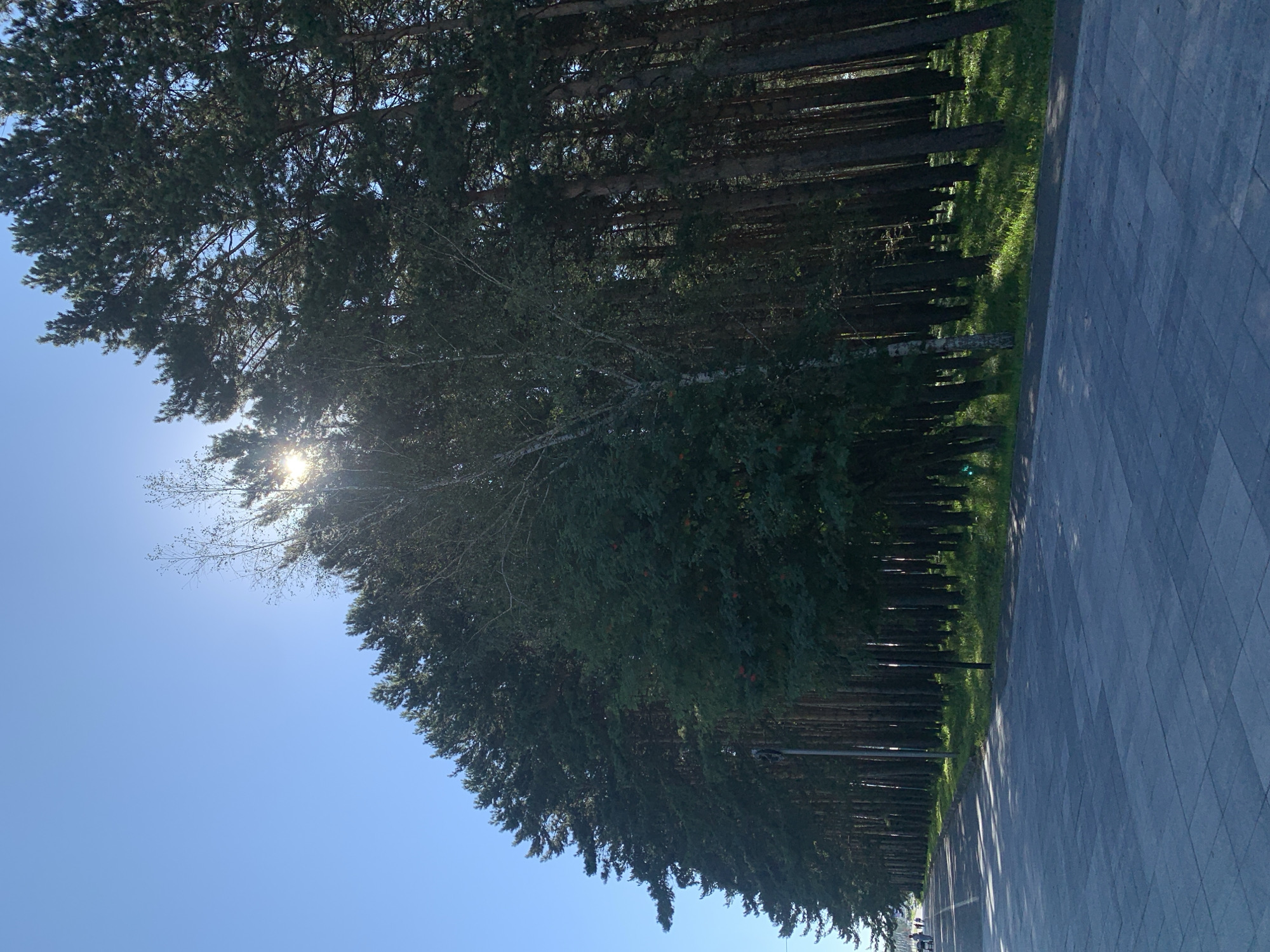 The image depicts a sun-dappled pathway alongside a dense forest of tall pine trees. The sun is partially obscured by the foliage, creating bright rays of light that filter through the branches and illuminate patches of the grassy ground. The pathway itself is paved with gray rectangular stones, showing a clear geometric pattern. To the left of the pathway, a few distant figures can be seen walking, suggesting this is a recreational area. The overall scene evokes a peaceful, natural setting within or on the outskirts of a city, likely Prokopyevsk, Russia, given the context.