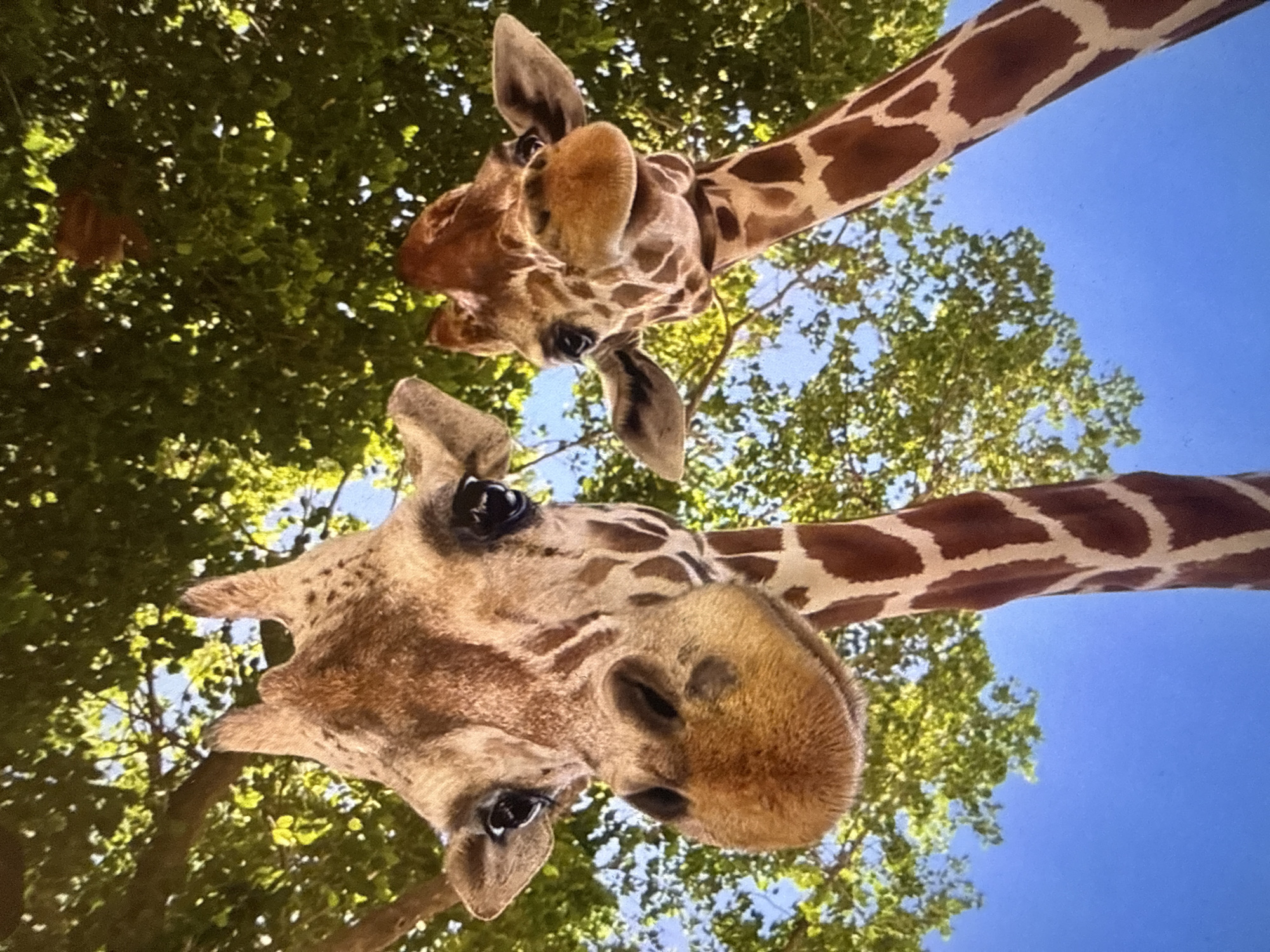 This image captures two giraffes from a striking low-angle perspective, looking directly down towards the camera. The heads and upper necks of both animals dominate the frame, showcasing their distinctive brown and cream patterned coats. One giraffe's head is prominent in the bottom-center, while the other's head appears slightly behind and above it. Their large, dark eyes and broad muzzles are clearly visible as they peer downwards, suggesting curiosity or interaction with something below the viewer's line of sight.
The setting is an outdoor environment under a clear, bright blue sky, indicating broad daylight and good weather. Lush green tree foliage surrounds the giraffes, framing them and suggesting a natural or semi-natural habitat, possibly a zoo or wildlife park. The extreme low-angle emphasizes the giraffes' height and creates an intimate, almost overwhelming sense of their presence.
The activity depicted is the giraffes looking downwards, possibly browsing on leaves or observing their surroundings. No specific emotional expressions are discernible beyond a calm and curious demeanor. There is no visible text within the image. This photograph was taken in Varna, Bulgaria.