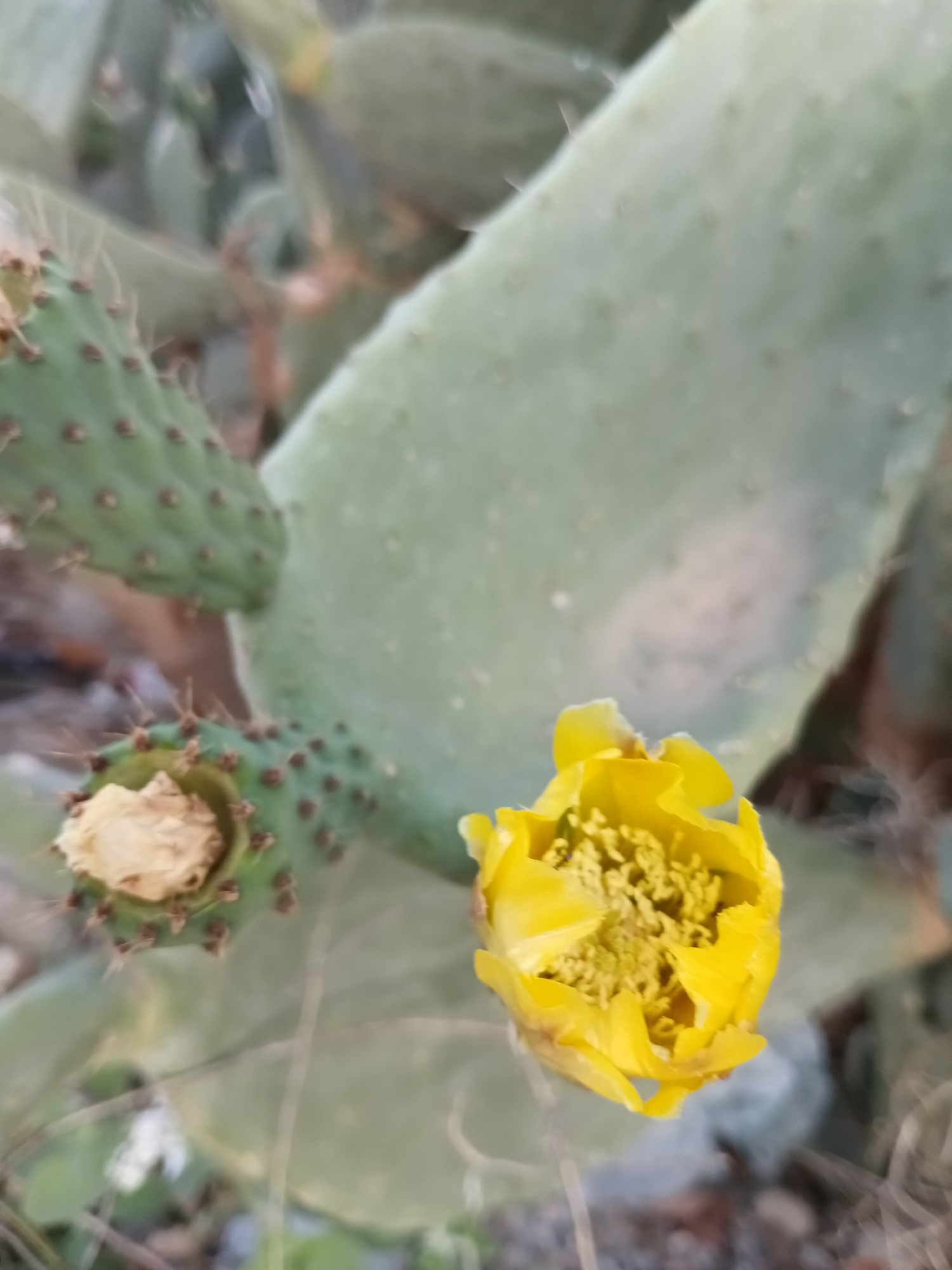 A close-up, eye-level, natural light, outdoor photograph depicts a prickly pear cactus in Gazipaşa, Turkey. The cactus has large, flat, light green pads covered in small brown spines. Two flowers are visible: one is a closed, light yellow bud with dried, papery petals, and the other is a fully bloomed, bright yellow flower with numerous prominent stamens in its center. The background is softly blurred, showing more cactus pads and hints of the ground, which appears to be composed of dirt and dry vegetation. The focus is sharp on the blooming yellow flower and the cactus pads. There are no people or animals present.