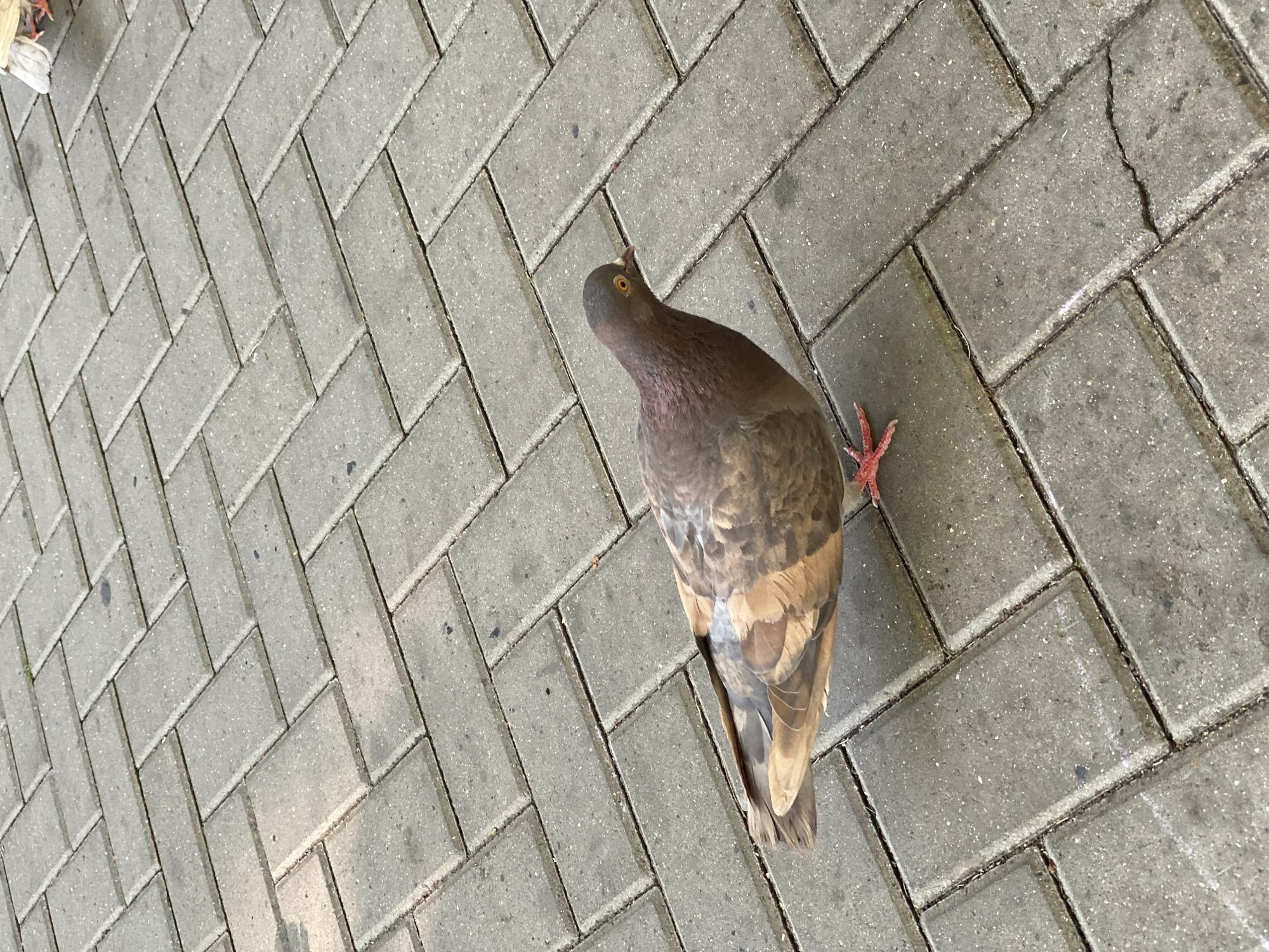 A single pigeon is shown in profile, facing right, on a herringbone patterned brick walkway. The pigeon is a typical city pigeon with brown and grey plumage, reddish-orange legs and feet, and yellow eyes with dark pupils. The walkway consists of rectangular grey bricks with visible mortar lines. Some of the bricks appear slightly worn or chipped. The lighting suggests it is daytime, with some shadows present on the walkway. There are no other animals or people visible in the immediate vicinity of the pigeon. The environment appears to be an outdoor urban setting.