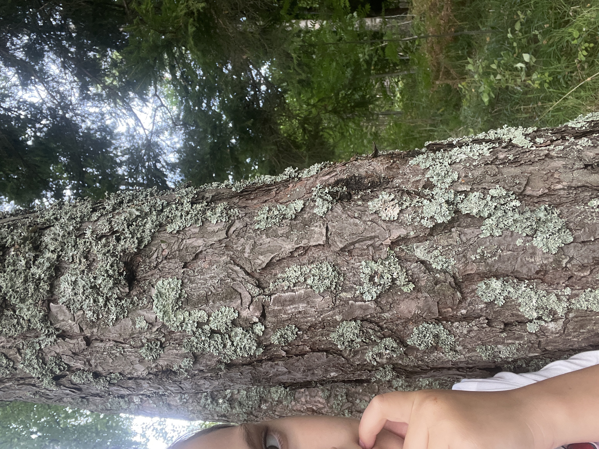 A young person's face is partially obscured by a large, textured tree trunk in the foreground. The tree bark is rough and covered in patches of light green lichen. The person's left eye and a portion of their cheek are visible, with their fingers near their mouth. Beyond the tree, a forest landscape unfolds. Lush green foliage, including trees and undergrowth, fills the background. The sky is visible through the canopy, suggesting it is daytime. The scene appears to be in a natural, wooded area, possibly Pillapalu, Estonia, given its typical forest environment.