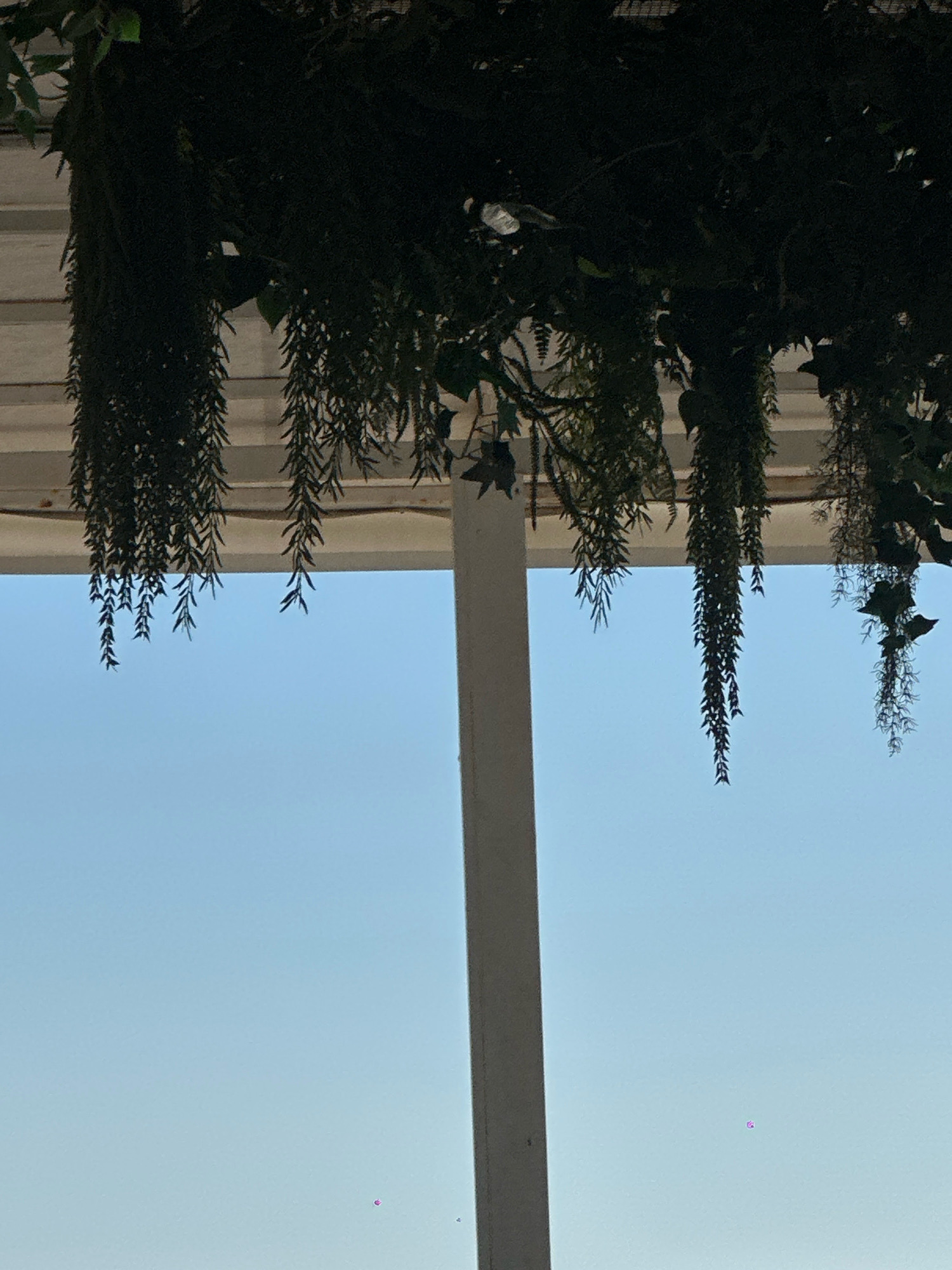 The image shows a view of a clear blue sky from beneath an overhang, where several artificial hanging plants are suspended. A white support beam is visible in the center of the frame. The scene appears to be outdoors, possibly on a patio or balcony. There are no people or animals visible in the image, and no discernible actions are taking place. The location is Lermontovo, Russia, though no specific landmarks are identifiable from this view.