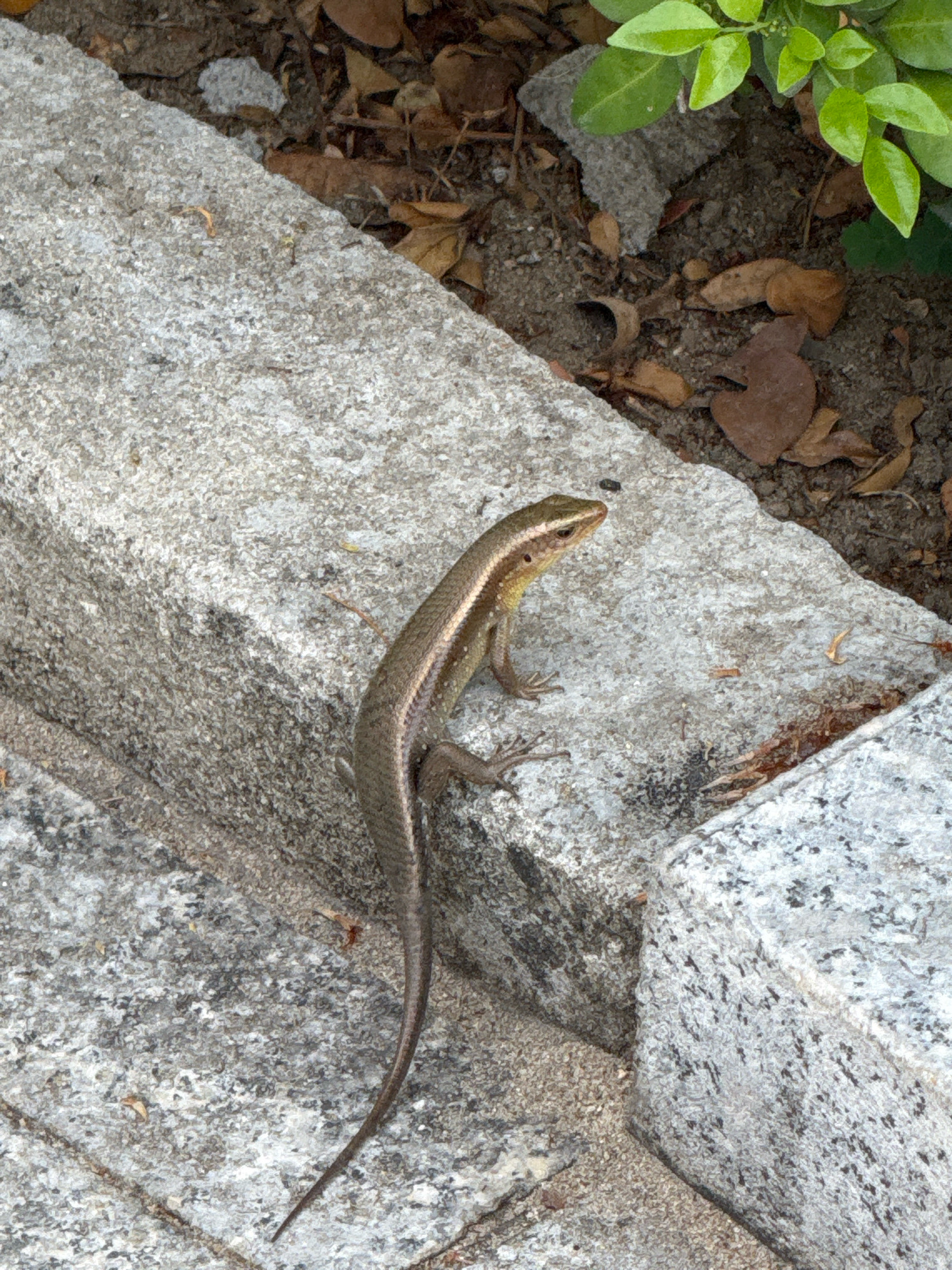 A skink is resting on a granite ledge near a dirt path. The skink is brown and gold, with a long, slender body and a pointed head. It has its front legs extended forward, and its back legs are tucked beneath it. The granite ledge is rough and textured, with a few small pebbles scattered on its surface. The dirt path is composed of dark brown soil and dry leaves. To the right of the ledge, there is a patch of green foliage. The scene appears to be outdoors, in a natural setting.