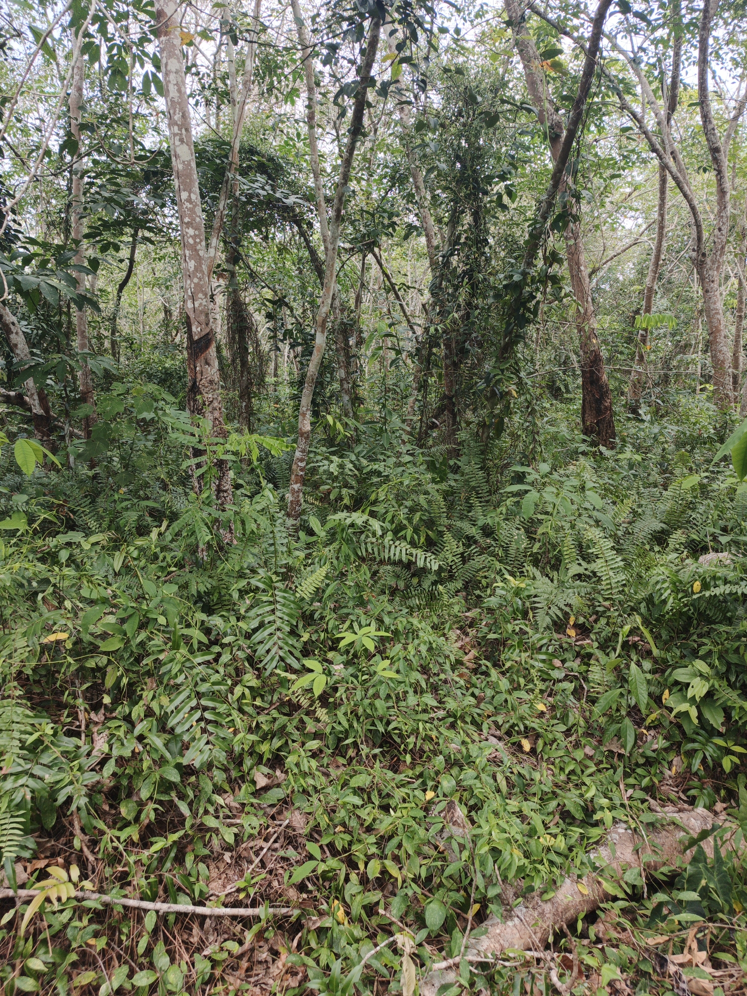 The image depicts a dense, overgrown forest scene, likely within the city of Resam Lapis, Indonesia. The foreground is dominated by lush green vegetation, including ferns and various broad-leafed plants. Several fallen logs and branches are visible on the forest floor, covered in smaller plants and leaf litter. In the midground and background, numerous trees with slender, light-colored trunks rise towards a partially obscured sky. Many of these trees are entwined with vines and other climbing plants, contributing to the overall wild and untamed appearance of the environment. The lighting suggests an overcast day or a shaded area within the forest. There are no people or animals visible in the image. The scene is entirely natural, with no man-made structures or objects apparent.