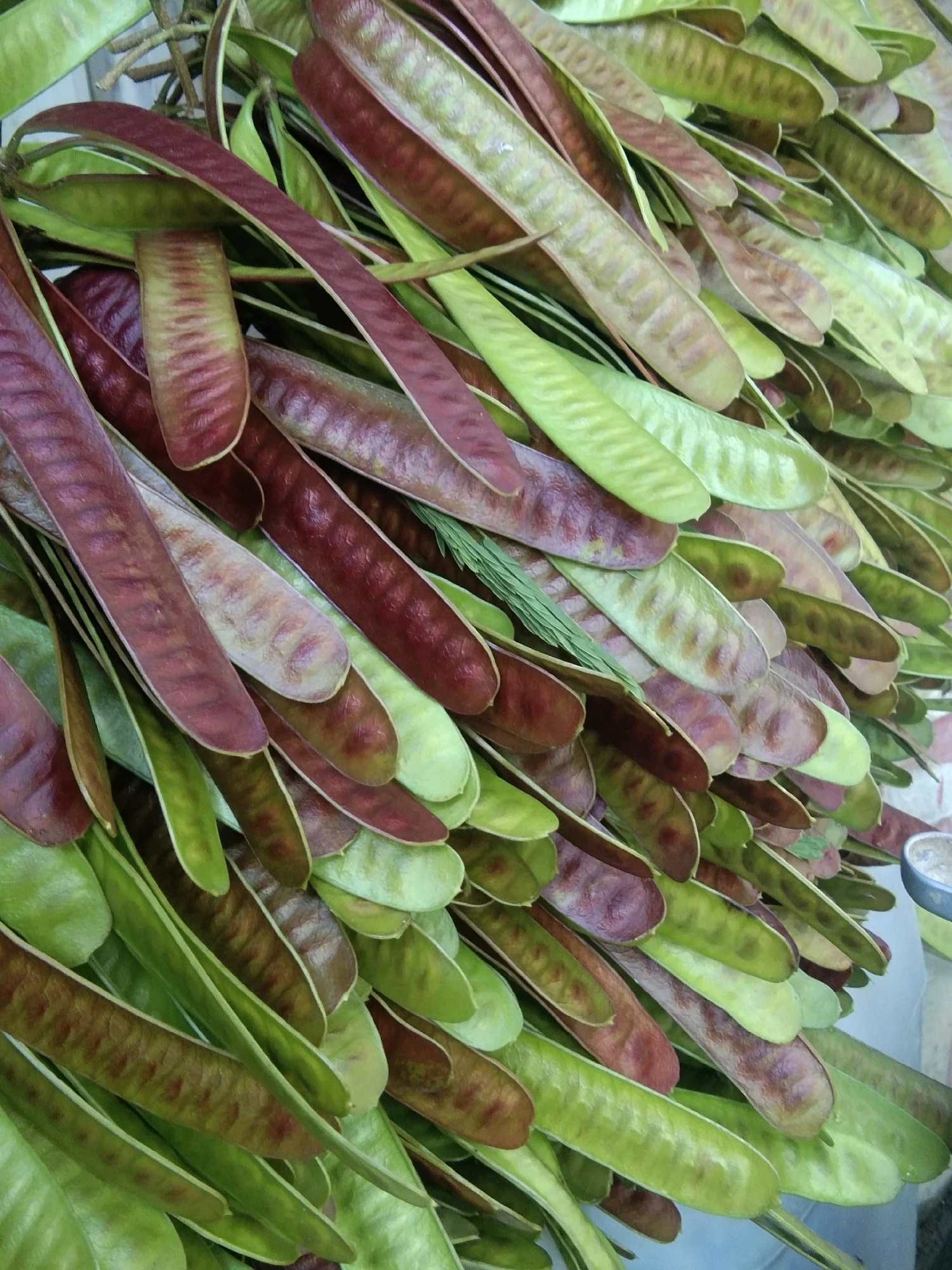 This is a close-up, high-angle, vertical shot of a dense cluster of unripe seed pods, likely from a tree. The pods are elongated and flattened, varying in color from bright green to a deep reddish-purple, with some exhibiting a mottled pattern of both colors. They are arranged in overlapping layers, creating a textured and layered visual effect. Thin, wiry stems are visible among the pods, suggesting they have been recently harvested or are still attached to a branch. The lighting is natural and diffused, casting soft shadows and highlighting the smooth, slightly glossy texture of the pods. The background is out of focus, but appears to be a pale, neutral surface, possibly a table or cloth. No people are visible, and no specific location within Karangsambung, Indonesia can be identified from the image itself.