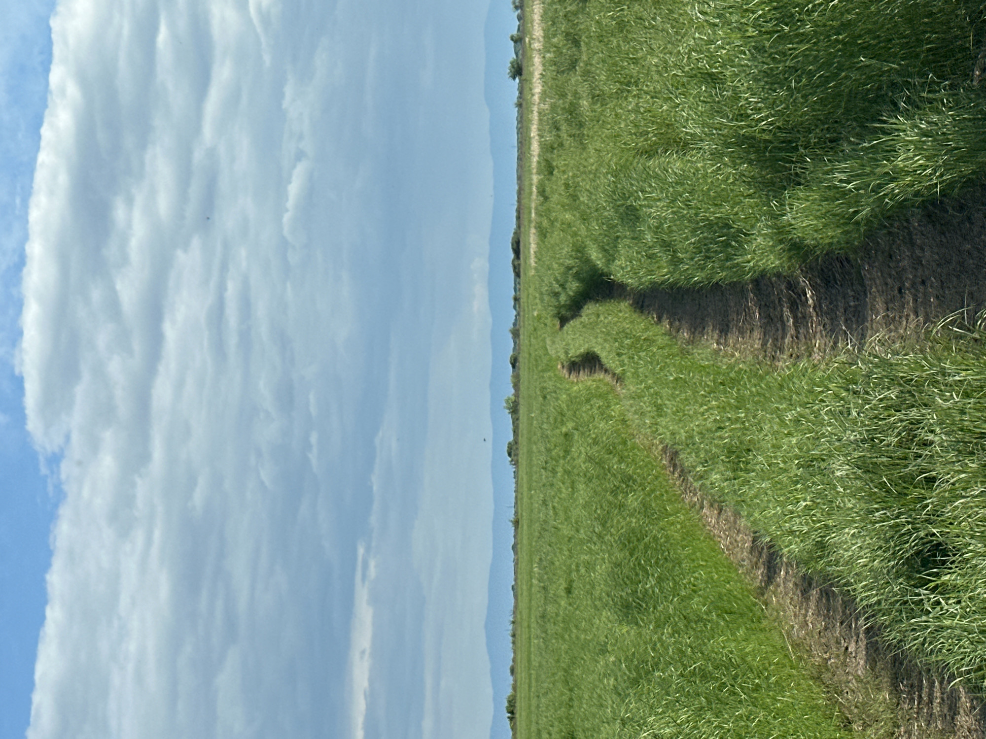 An eye-level, vertical shot captures a vibrant green field in the city of Im. Tel'mana, Russia. A dirt path, worn by use, winds its way through the tall grass, disappearing into the distance. The path is flanked on either side by the lush green vegetation, creating a sense of depth and leading the viewer's eye towards the horizon. The sky above is a soft blue, dotted with fluffy white clouds that cast gentle shadows across the landscape. In the far distance, a range of hazy blue mountains forms a subtle backdrop, adding a touch of majesty to the otherwise tranquil scene. The image is still and peaceful, conveying a sense of natural beauty and open space. There are no people or animals visible in the frame.