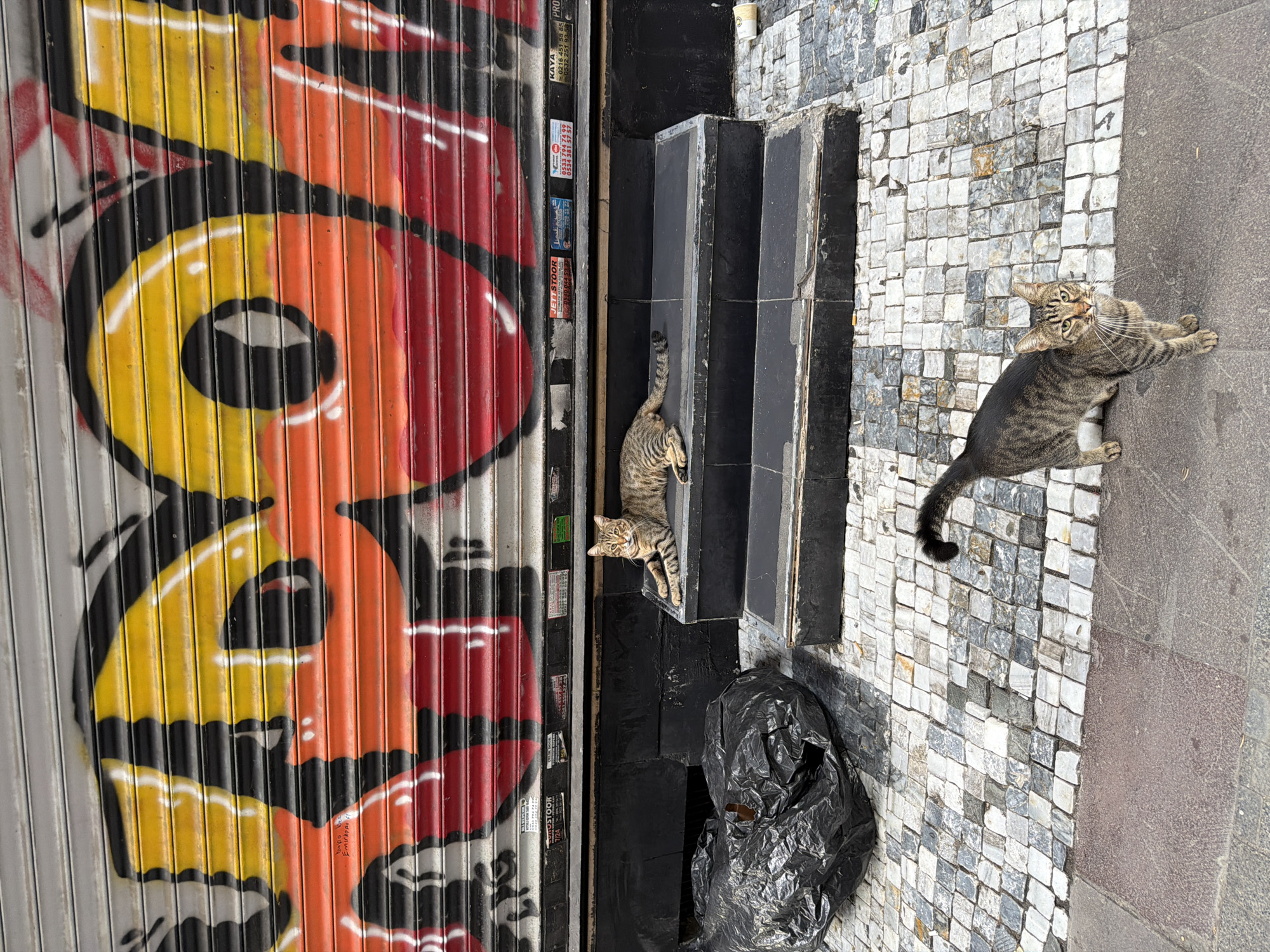 In Kadıköy, Turkey, a street scene unfolds before a graffiti-covered metal shutter. Two tabby cats are present. One cat is lying down on a set of dark, tiered steps, facing left with its tail extended. The other cat is standing on a cobblestone sidewalk in front of the steps, looking towards the viewer. To the left of the steps, a large black trash bag is visible on the cobblestones. The environment is urban, with the graffiti and shutter indicating a commercial or storefront setting.