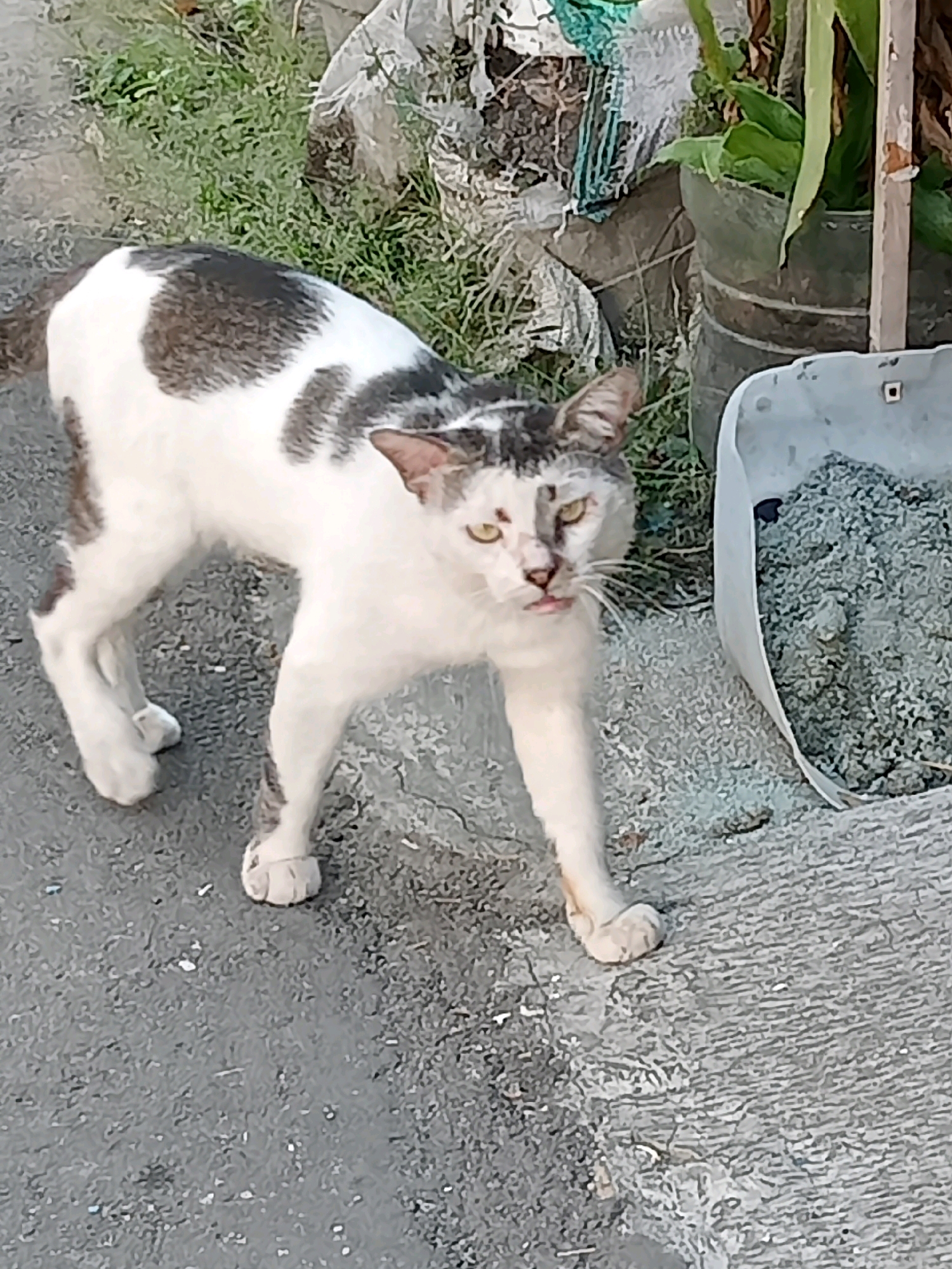 A bicolor cat, predominantly white with dark grey patches on its back and head, stands on a cracked asphalt surface. The cat's head is turned towards the camera, with its mouth slightly open and pink tongue visible, suggesting it might be panting or meowing. Its eyes are open and yellow. The cat's body is angled, with its front paws in front of its hind paws, as if in motion or mid-stride.
In the background, to the right of the cat, is a white plastic container filled with grey gravel or small stones. Behind the container, a potted plant with long green leaves is visible, and further back, there are piles of debris and what appears to be a white plastic bag. The ground in the background is covered with dry grass and dirt.
The scene appears to be an outdoor environment, possibly an alley or a yard in Cirebon, Indonesia, given the presence of debris and the general urban-rural aesthetic. The lighting suggests it is daytime, with shadows cast on the asphalt. The overall impression is of a stray cat in a somewhat unkempt urban setting.