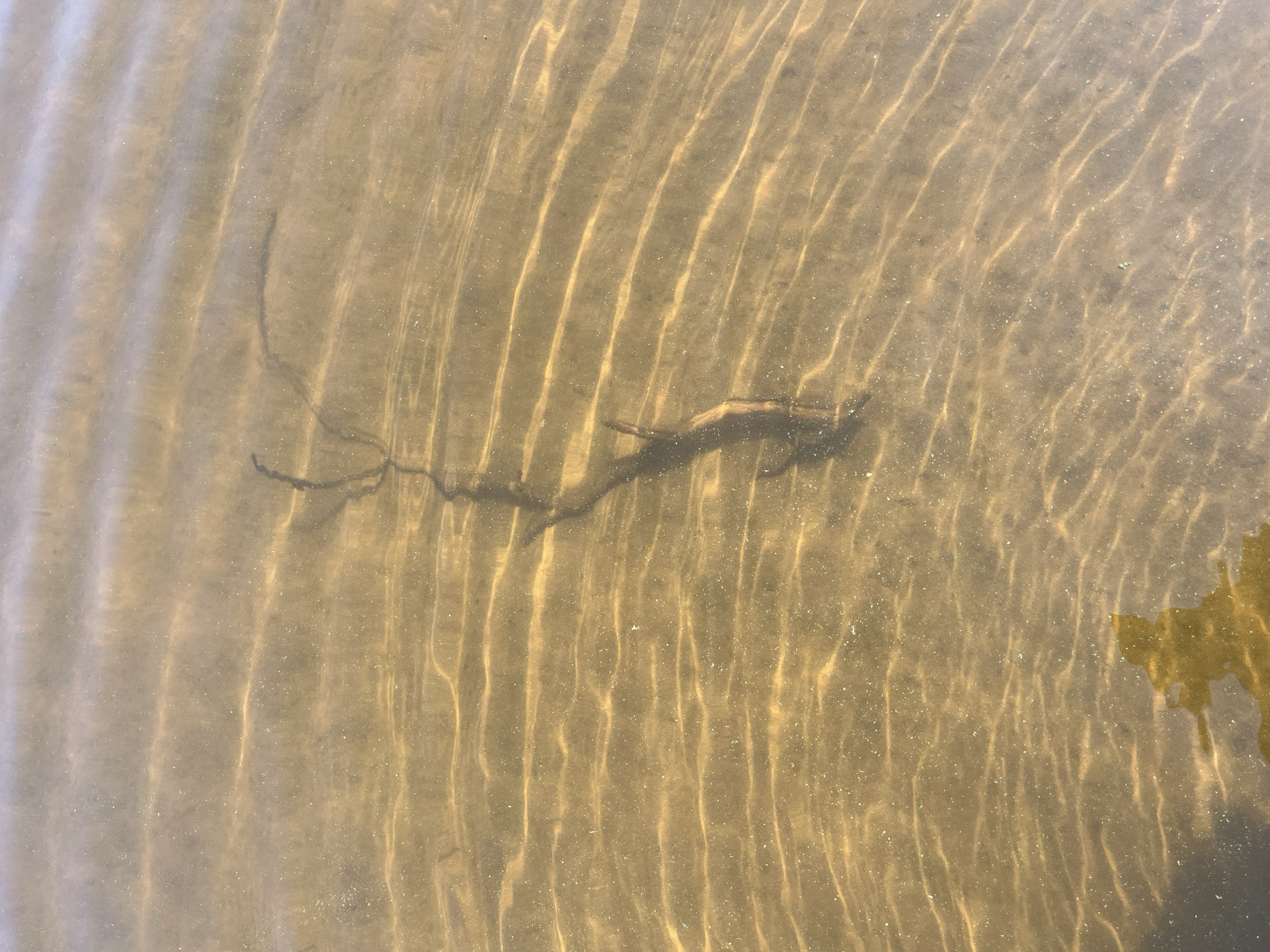 The image shows a close-up, overhead view of shallow, murky water with a submerged branch. Sunlight refracts through the ripples on the water's surface, creating illuminated lines on the sandy bottom. The branch is dark and appears to be decaying, with thin, twig-like extensions. A blurry, golden-yellow reflection of a person is visible in the lower left corner of the image. The overall impression is that of a natural outdoor setting, potentially a lake or riverbed. No specific location in Shumeika, Russia can be determined from the image alone.