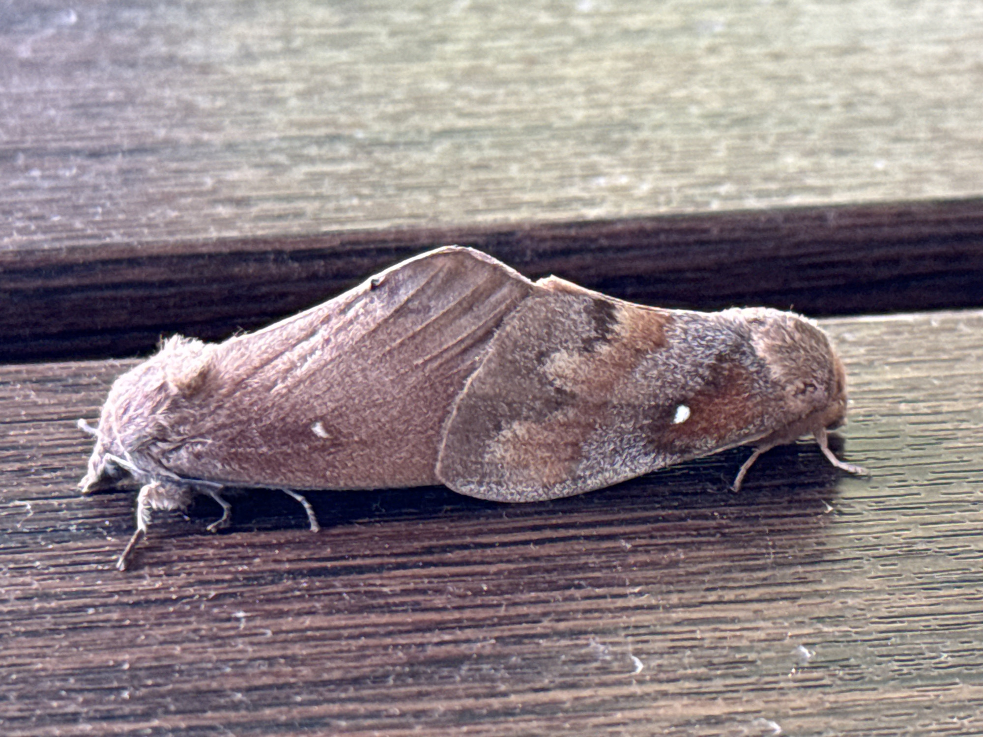 Two moths are mating on a wooden surface. The moths are brown and fuzzy, with one moth positioned on top of the other. The wooden surface appears to be a fence or a wall, with vertical planks. The background is blurred, suggesting a shallow depth of field, but it appears to be outdoors. The image was taken in the city of Khmilna, Ukraine.