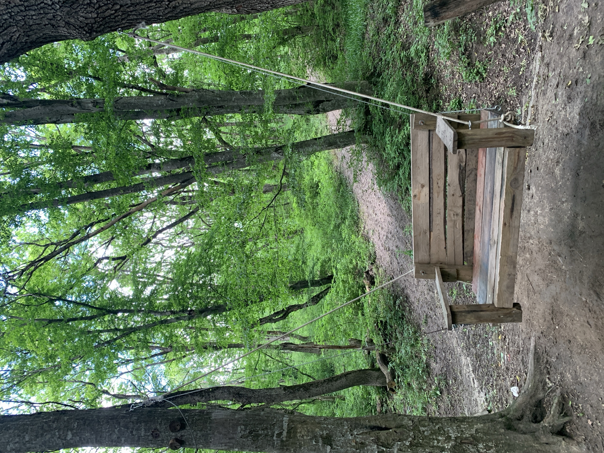 The image displays a rustic wooden swing suspended between two trees within a dense, verdant forest in Unknown, Unknown. The swing, constructed from light-colored wooden planks forming a seat, backrest, and armrests, hangs approximately 0.5 meters above a dirt ground. The planks of the swing exhibit varied coloration, suggesting different wood types or weathering. Ropes extend from both sides of the swing seat upwards, anchoring to hardware secured to two large tree trunks. The rope on the left is attached to a metallic chain connected to the main tree on the far left. The rope on the right is secured by a knot to a metallic ring or hook embedded in the main tree on the far right.
The immediate ground beneath and around the swing consists of packed dirt, intermingled with sparse leaf litter and small plant growth. A prominent tree trunk with textured bark and exposed roots is situated on the far left of the frame. To its right, a winding dirt path, approximately 1.5 meters wide, traverses the midground, sloping gently upwards and disappearing into the dense foliage towards the upper right.
The forest environment is characterized by numerous tall, slender deciduous trees with green leaves, indicating a spring or summer season. The canopy appears dense, with glimpses of a bright sky visible through the leaves in the upper portions of the image. The forest floor is extensively covered with undergrowth, small bushes, and fallen logs, particularly noticeable on the left side of the path. No individuals, animals, or additional man-made structures are present within the scene. The lighting suggests natural daylight, possibly under a partly cloudy sky or filtered by the tree canopy, resulting in soft shadows.