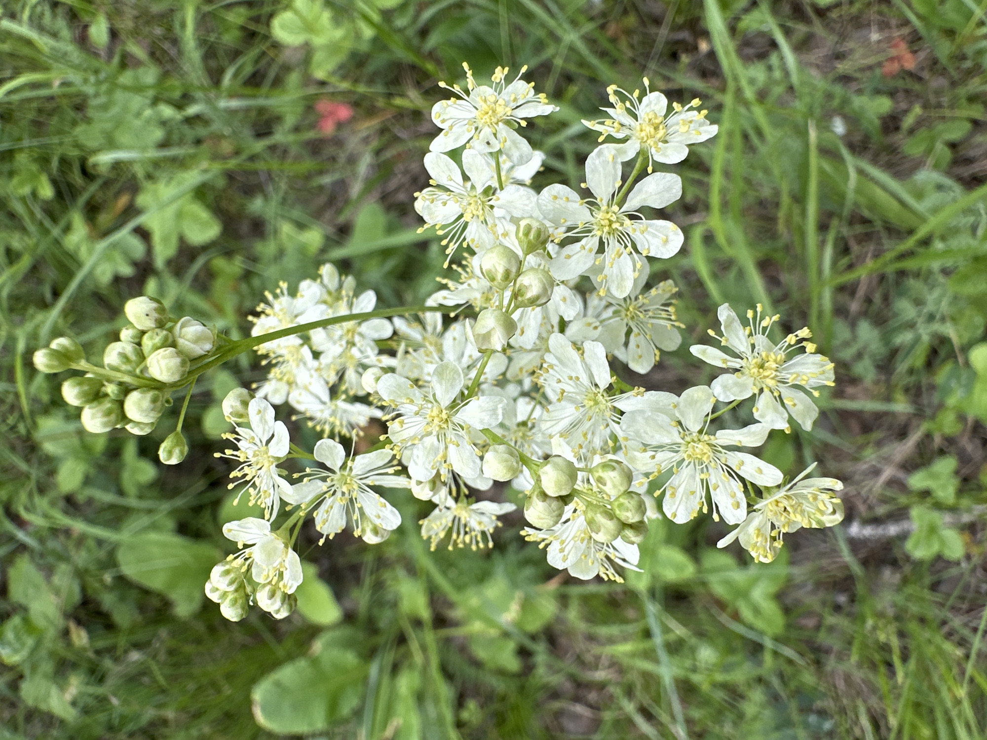 A high-angle, close-up shot focuses on a cluster of small, white flowers with yellow centers, set against a blurred background of green foliage and grass. The flowers are delicate and star-shaped, with multiple petals and thin, thread-like stamens. Some of the flowers are fully bloomed, while others are still in bud form, appearing as small, pale green spheres clustered at the top of the stems. The overall impression is one of natural beauty and simplicity, with the soft focus of the background enhancing the details of the blossoms.