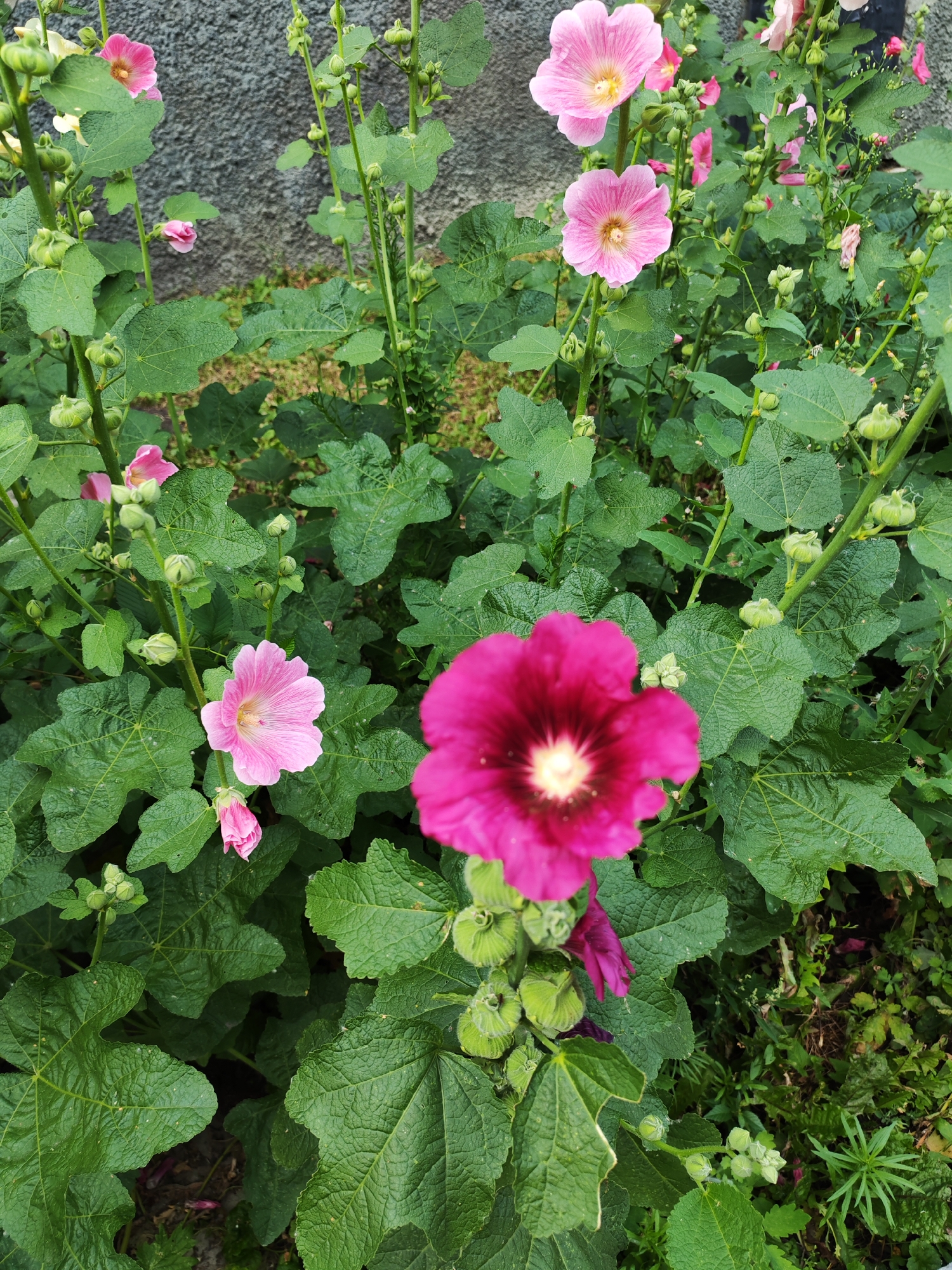 A close-up, eye-level, full outdoor shot displays a cluster of hollyhock plants with multiple blooms and buds. The flowers are varied in color, with a prominent deep pink bloom in the foreground and several lighter pink blooms further back, some partially obscured by foliage. The leaves of the hollyhocks are large, green, and have a textured surface. Several green buds are visible along the stems, indicating ongoing growth. The background consists of a textured grey wall and patches of green vegetation and soil on the ground. The lighting suggests it is daytime, with soft illumination casting gentle shadows. The scene is devoid of any people or animals. The location is unknown.