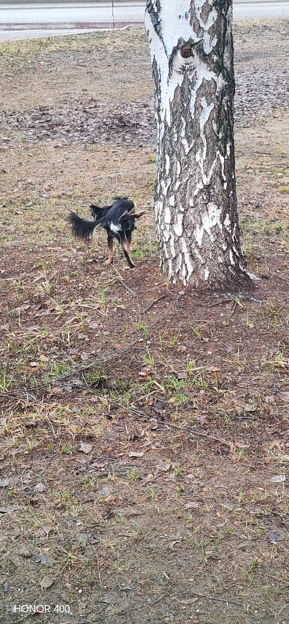 A small black dog with a white patch on its back leg is urinating against the base of a birch tree. The dog's tail is raised. The ground is covered in dead leaves, grass, and dirt. The photograph was taken in Noviy, Russia.