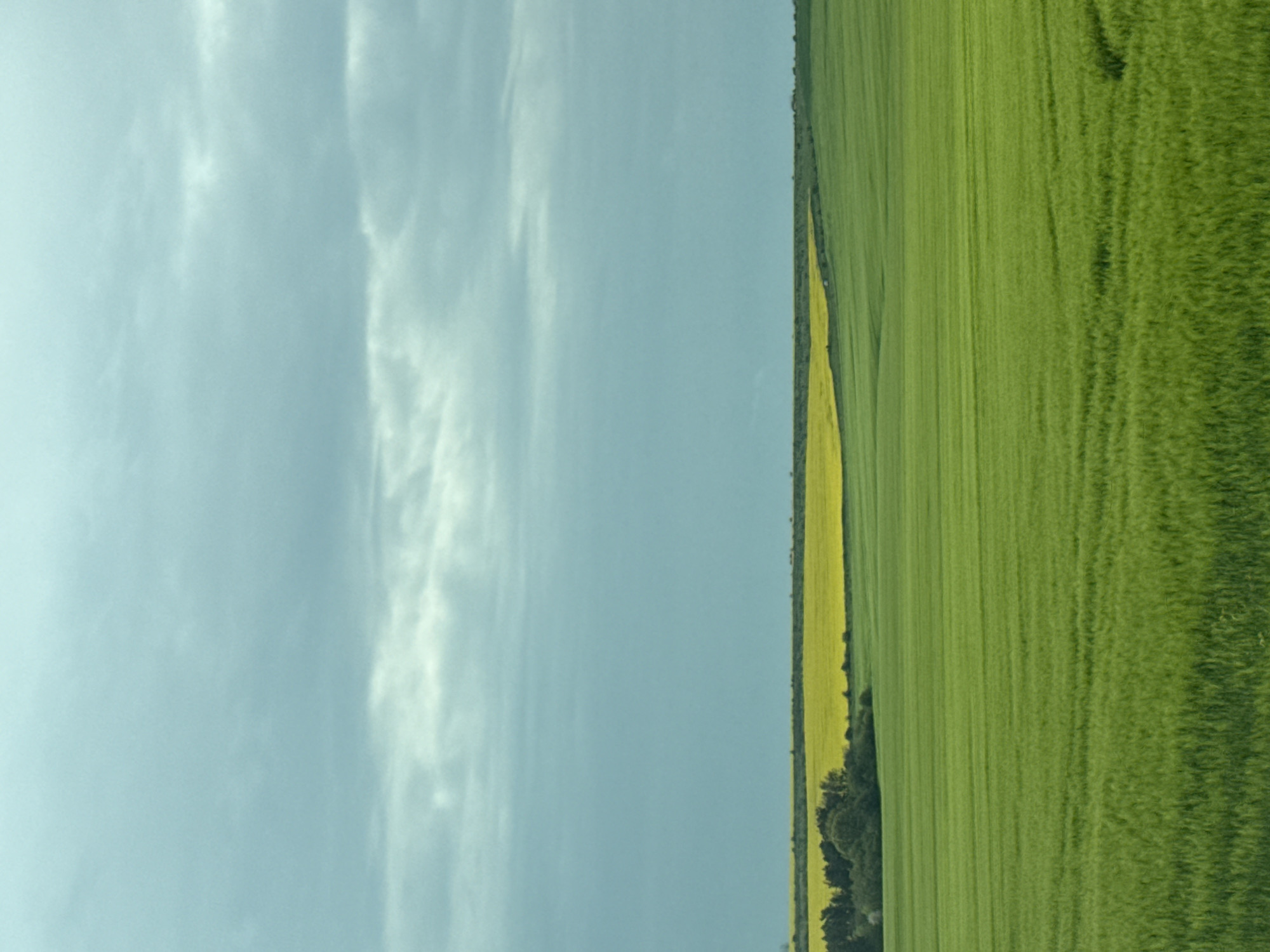 The image depicts a landscape view. The left side of the image shows a sky with light blue and white clouds. The right side of the image shows a green field with a strip of yellow flowers. The strip of yellow flowers is adjacent to a dark green tree line. The location of the image is Kamenar, Bulgaria.