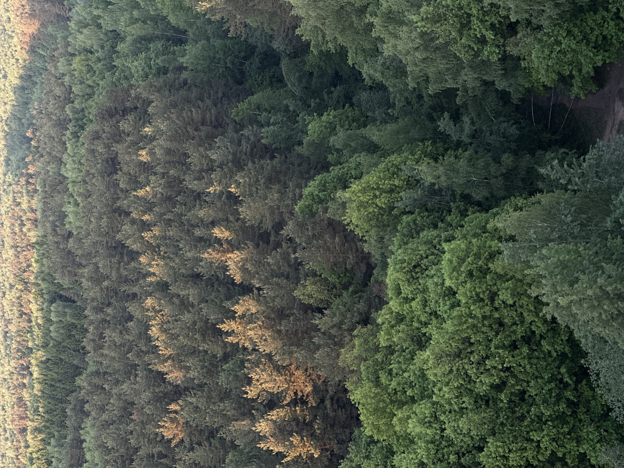 The image shows an aerial view of a forest in an unknown location. The forest consists of a variety of trees, with different shades of green. A dirt road or path is visible near the right side of the image. The trees on the left side of the image appear to be more sparse and have a slightly yellowish tint, possibly due to sunlight.