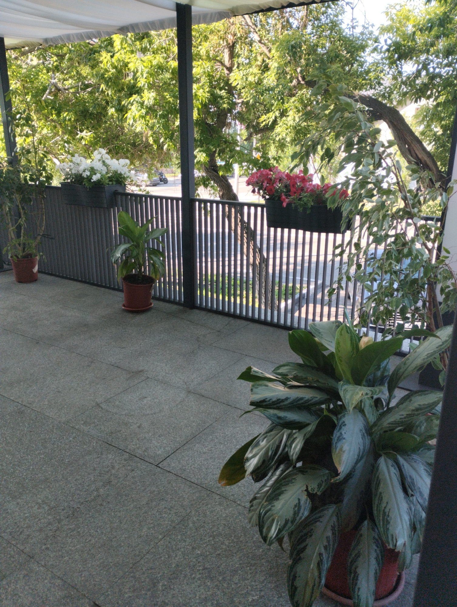 The image displays an outdoor patio or balcony area located in Kostanay, Kazakhstan. The ground is paved with light grey, speckled square tiles. A dark grey railing with vertical slats extends across the mid-ground, separating the patio from the exterior. Mounted on this railing are two black rectangular planter boxes: the one on the left contains numerous white petunia-like flowers, while the one on the right holds vibrant red and pink petunia-like blooms.
Several potted plants in brown terracotta-style pots are positioned on the tiled floor. One slender plant stands near the far left edge. Another plant with broad green leaves is located left of center. A large, prominent plant with variegated green and silvery-green leaves (resembling Aglaonema) is situated in the lower right foreground. Overhead, a white fabric canopy is visible, supported by dark vertical beams.
Beyond the railing, a dense canopy of green deciduous trees fills the background, suggesting a park or heavily treed area. Through gaps in the foliage and the railing, a paved road or street is discernible. A motorcycle is partially visible on the road behind the white flowers, and another passenger vehicle can be faintly seen further down the road. The scene is illuminated by natural daylight, with sunlight filtering through the trees. No individuals are present in the image.