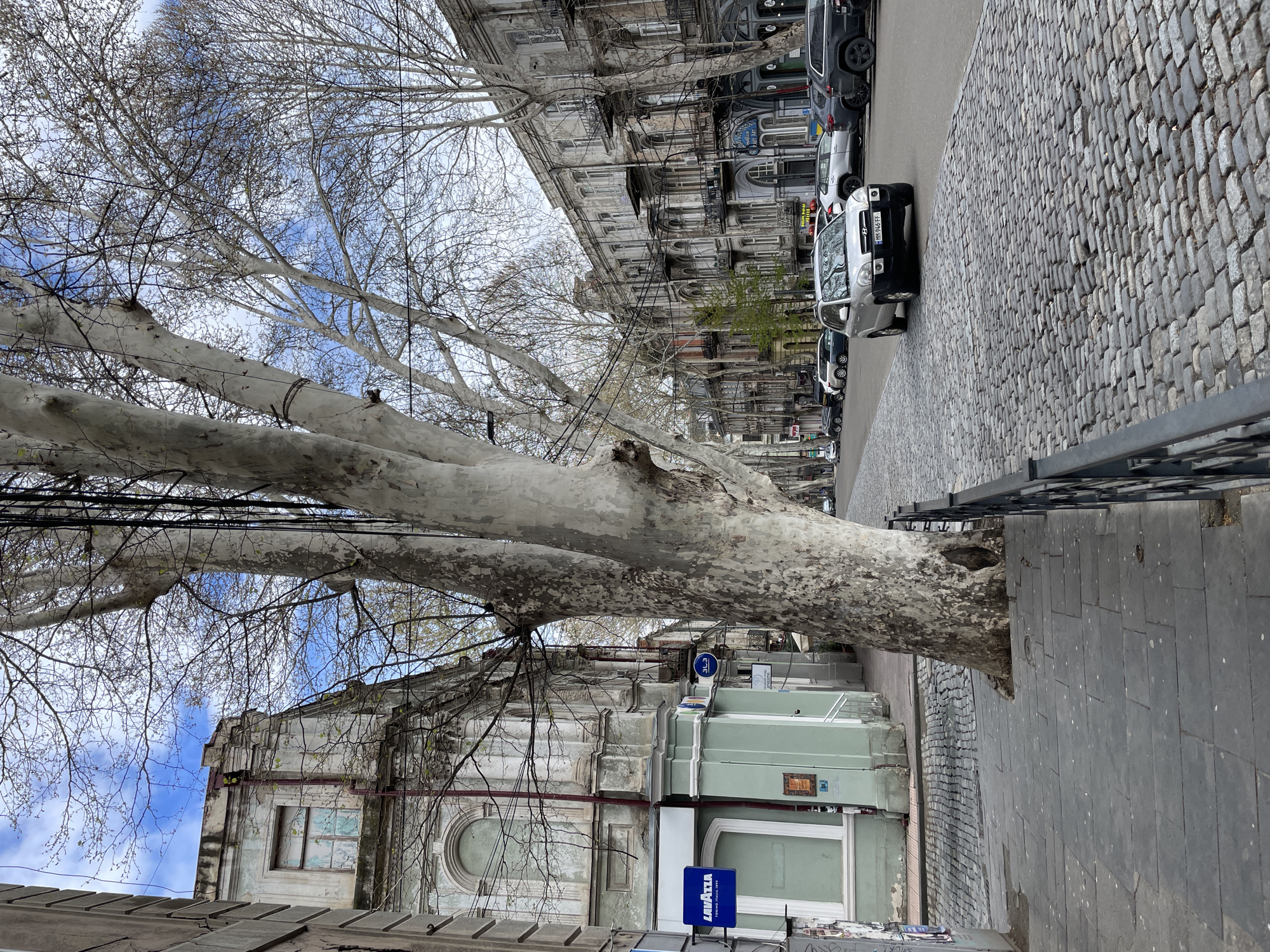 The image captures a street scene in Tbilisi, Georgia, dominated by a large, light-colored tree with bare branches extending across the frame. The street is lined with old, multi-story buildings displaying a mix of architectural styles and varying states of repair. A row of parked cars is visible on the right side of the street, along a cobblestone road. Signage for "Lavazza" and other businesses are present on the buildings at the tree base. Power lines are present in the tree's branches. The sky visible through the tree is blue with patches of white clouds. The foreground includes a glimpse of a metal railing and a paved sidewalk.