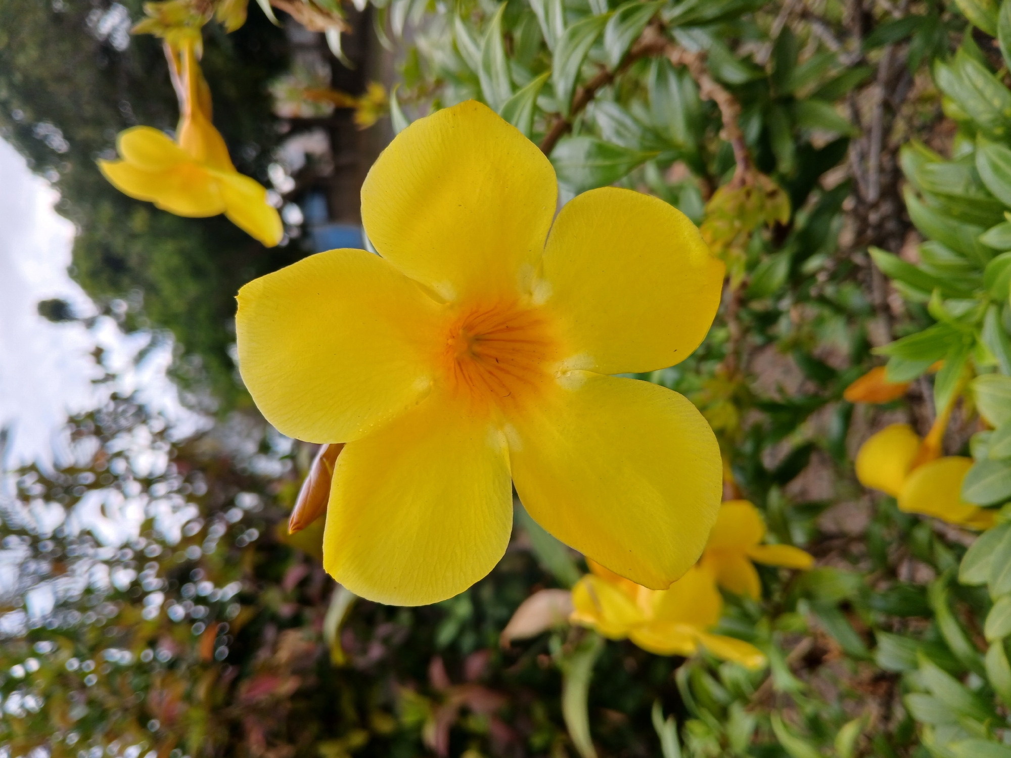 The image shows a close-up of a bright yellow flower with five petals. The center of the flower is a light orange color. The flower is surrounded by green leaves and other yellow flowers in various states of bloom. The background includes a blurry mixture of foliage and sky. The location is likely Ciudad Guayana, Venezuela.