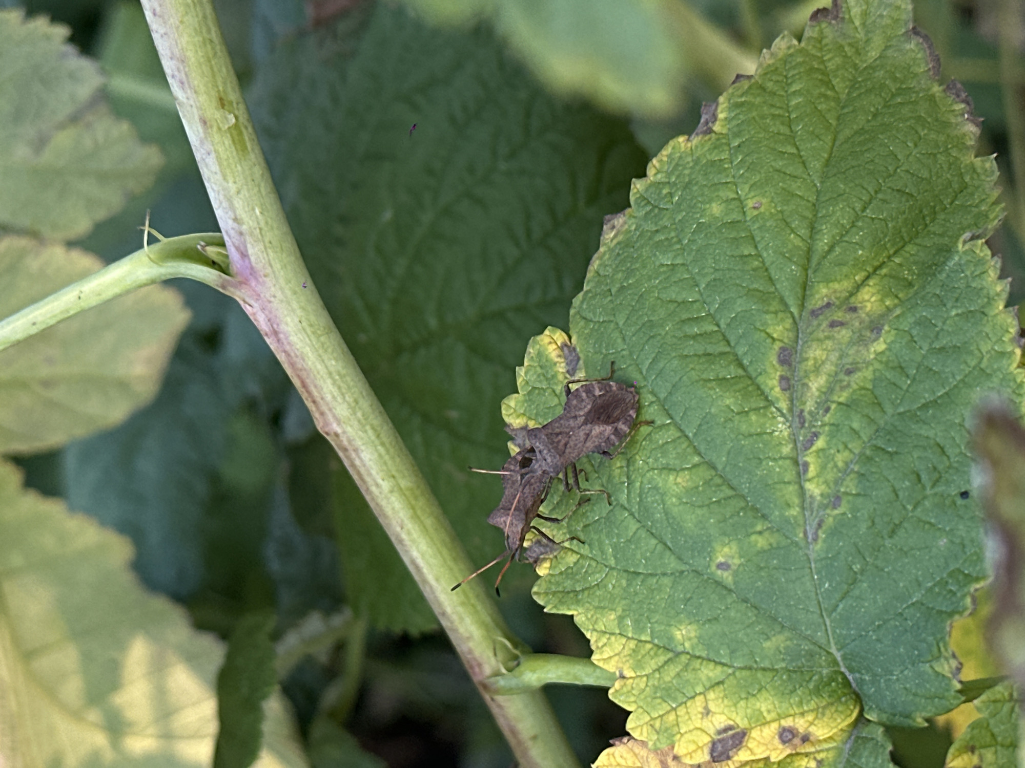 Two brown shield bugs are perched on a green leaf with yellow and brown spotting. A green stem with purple markings runs diagonally across the upper portion of the image, behind the bugs. The background consists of blurred green leaves. The image was taken in the city of Biysk, Russia.