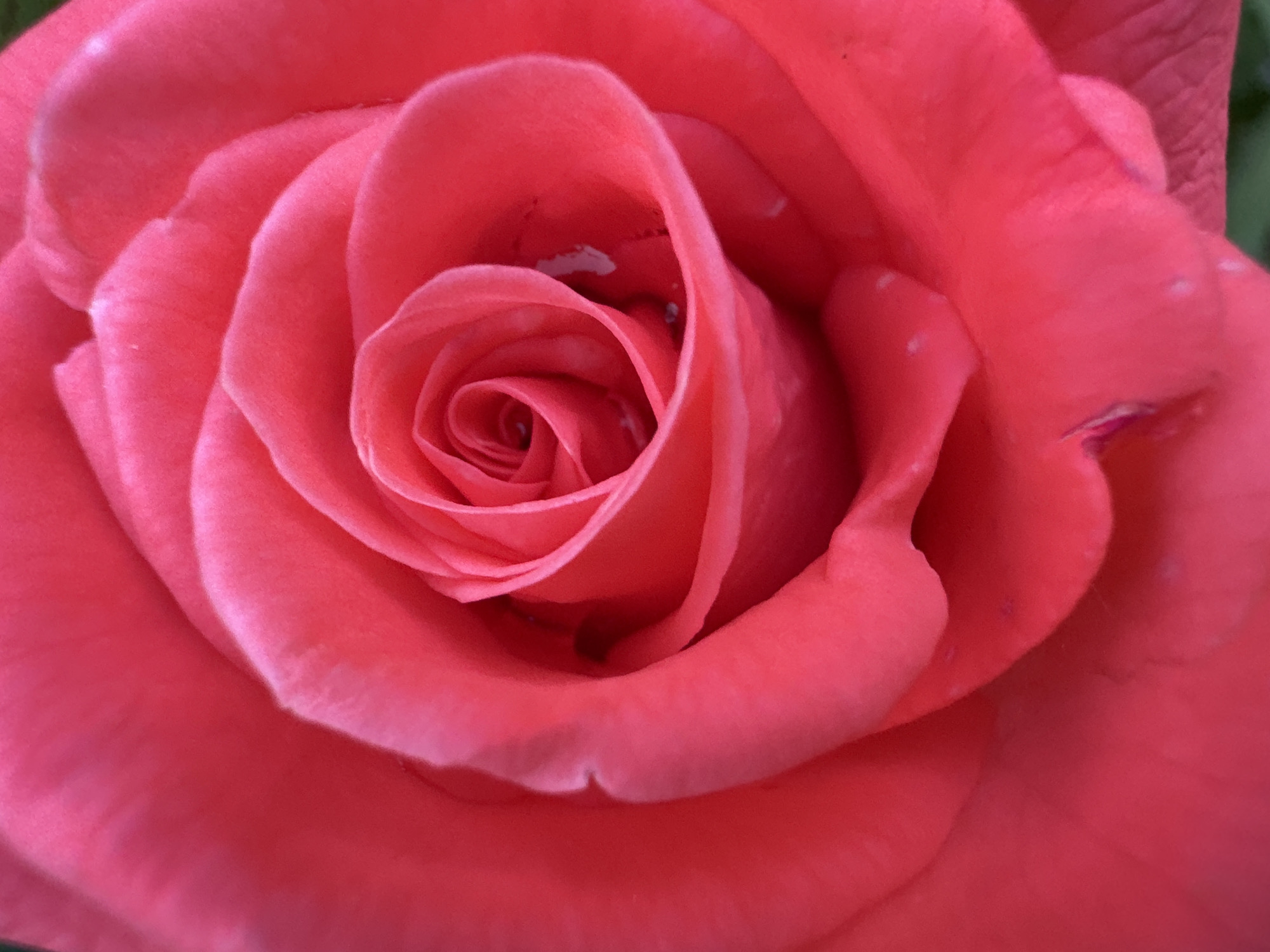 The image is a close-up, top-down view of a vibrant pink rose. The focus is entirely on the flower's petals, which are tightly furled in the center and unfurl outwards in soft, layered curves. There are small water droplets visible on some of the inner petals, suggesting recent rain or watering. The lighting highlights the velvety texture of the petals, with soft shadows adding depth. The background is a blur of the same pink hue, indicating the surrounding petals. There is no indication of the city of Pănășești, Moldova, or any other environmental context.