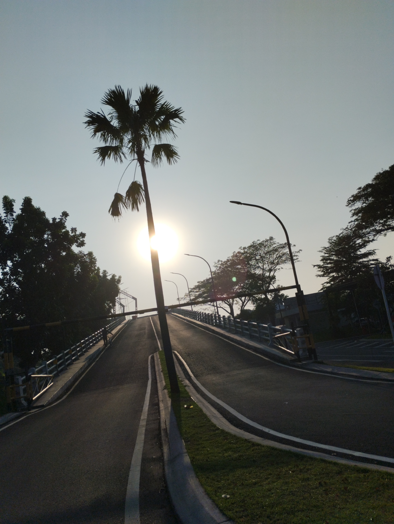 The image shows a road that appears to be part of an elevated highway or overpass in Sidodadi, Indonesia. The sun is setting or rising, positioned behind a silhouetted palm tree in the foreground, casting a bright glare. The road curves to the right and upward, bordered by metal railings on the left and grass on the right. Streetlights with curved poles line the road. Trees and vegetation are visible on either side of the road and in the background, some silhouetted against the bright sky. The sky is clear and pale blue. There is a single person on a bicycle on the left side of the road, cycling uphill.