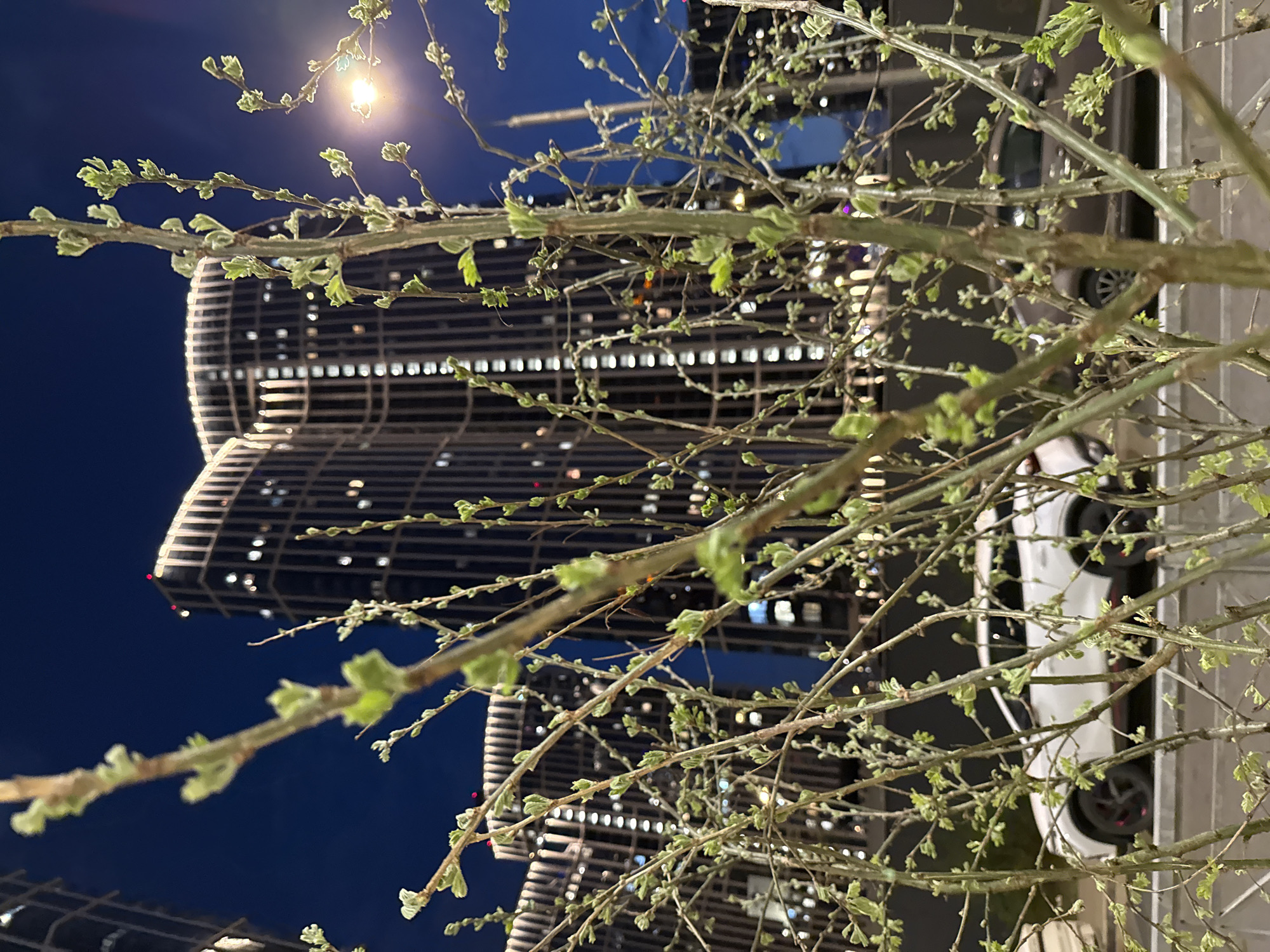 A low-angle shot, taken at night in Khimki, Russia, features a blurred tree branch with sprouting leaves in the foreground, against the backdrop of a modern skyscraper and street lighting. A white car is parked on the side. The sky is dark blue. The architecture is characterized by geometric designs and numerous illuminated windows.