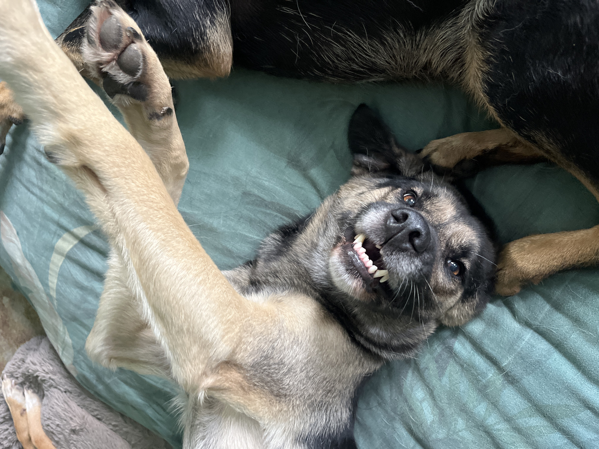 The image shows a German Shepherd dog lying on its back on a teal-colored blanket. The dog has light tan fur on its legs and belly, and darker brown and black fur on its back and head. Its mouth is open, revealing sharp white teeth and a pink tongue. The dog's eyes are looking upwards, and its ears are alert. One of its front legs is bent and resting on its chest, while the other is extended upwards. The dog appears to be playful or happy. The background is out of focus, but it appears to be a domestic setting. There is no information to suggest the image was taken in Nizhny Tagil, Russia.