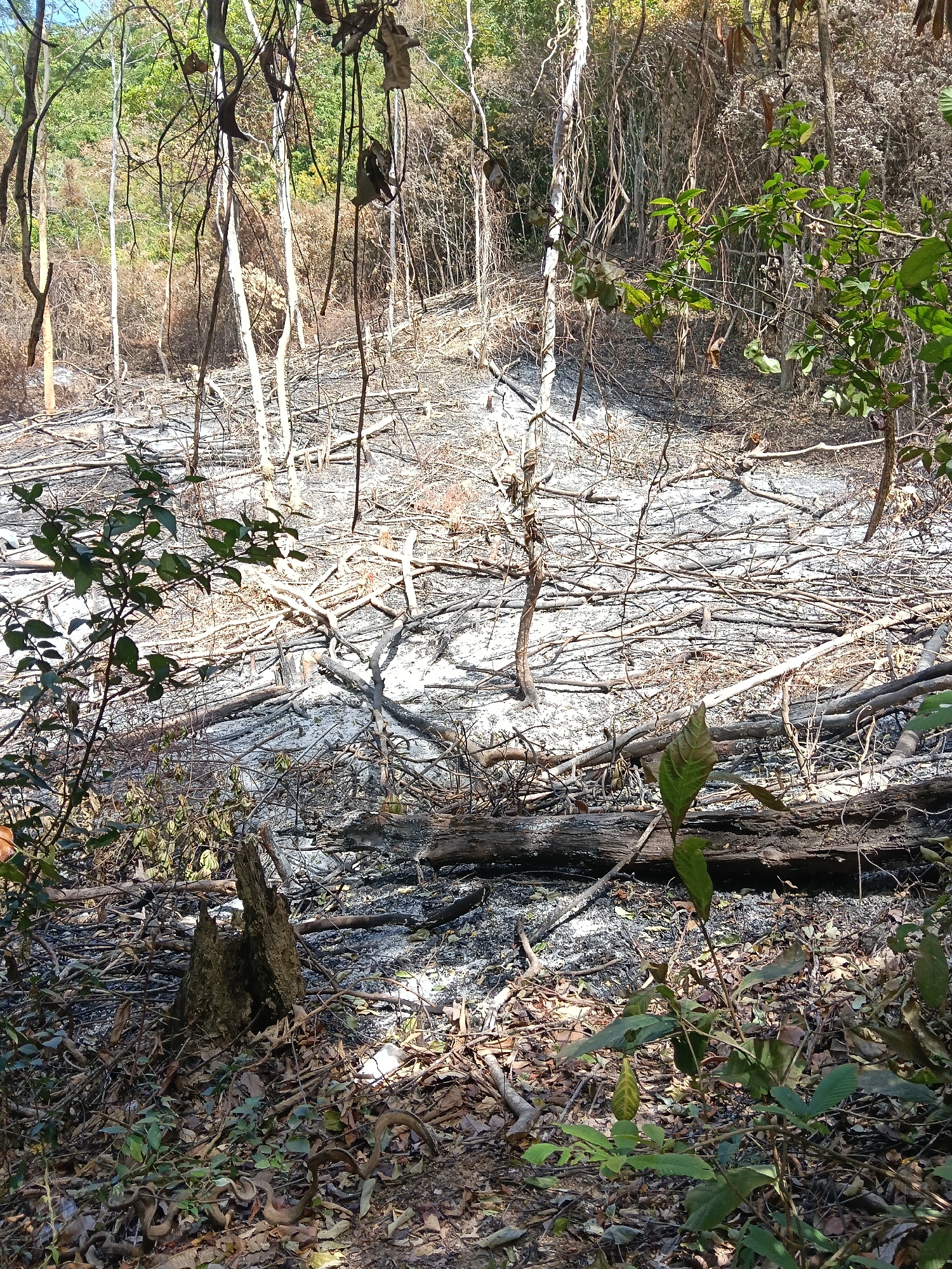 The image depicts a desolate scene in a forest located in Lampageu, Indonesia. The ground is heavily littered with fallen branches and what appears to be ash, suggesting a recent fire. The trees are sparse and many appear to be dead or damaged, with thin, pale trunks. Some green foliage is visible, particularly in the foreground and on the right side of the image, indicating a struggle for regrowth or surviving vegetation. The overall impression is one of destruction and a landscape recovering from a significant event. There are no people or animals visible in the scene.