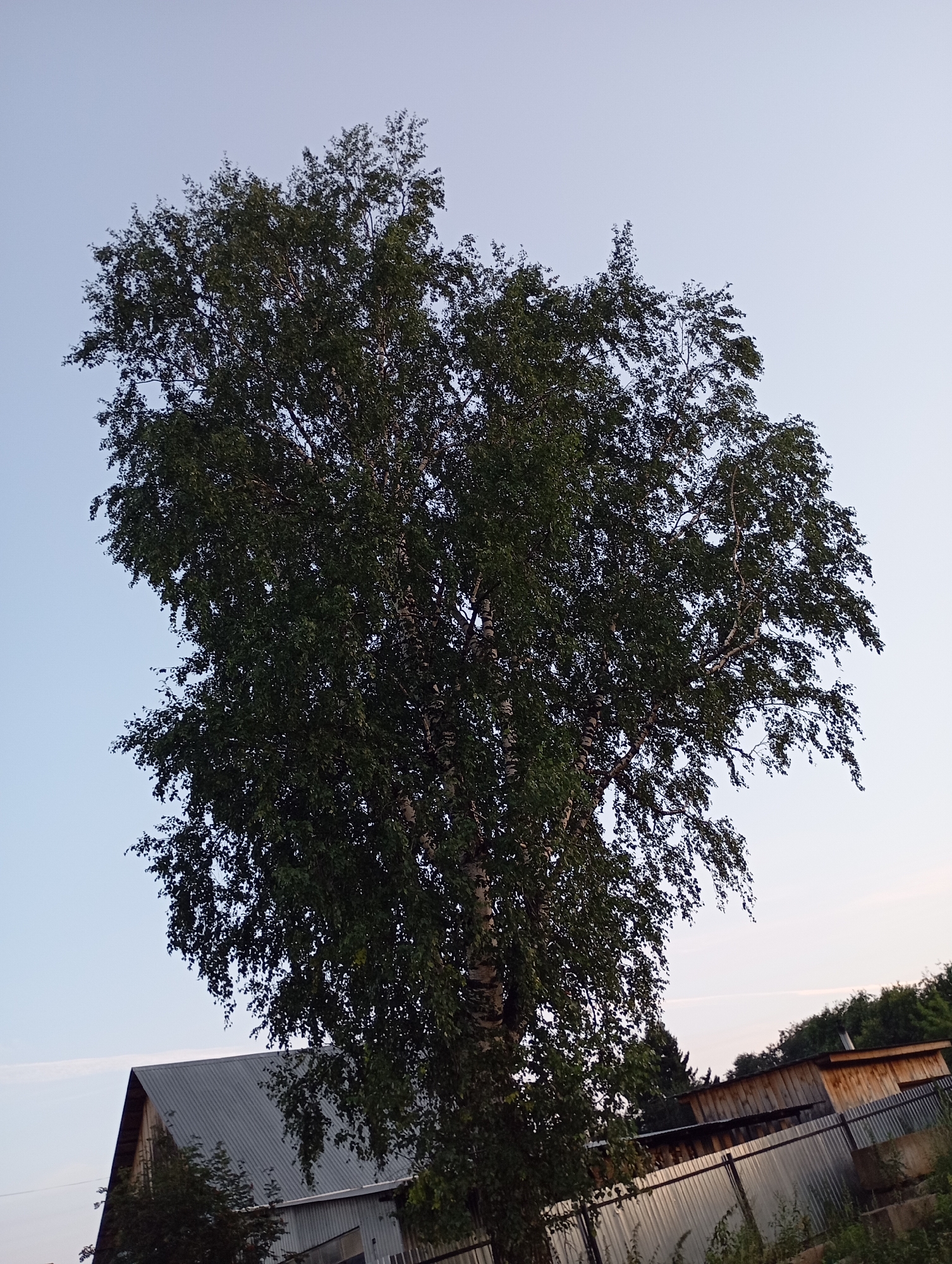 The image captures a low-angle view of a large birch tree with dense green foliage against a clear, pale blue sky. The tree dominates the center and left side of the frame. In the lower portion of the image, a corrugated metal roof of a building is visible on the left, and further to the right, a rustic wooden structure with a weathered appearance sits behind a corrugated metal fence. The overall scene suggests a rural or semi-rural setting, possibly in the city of Foky, Russia, with a focus on natural elements and simple architecture.