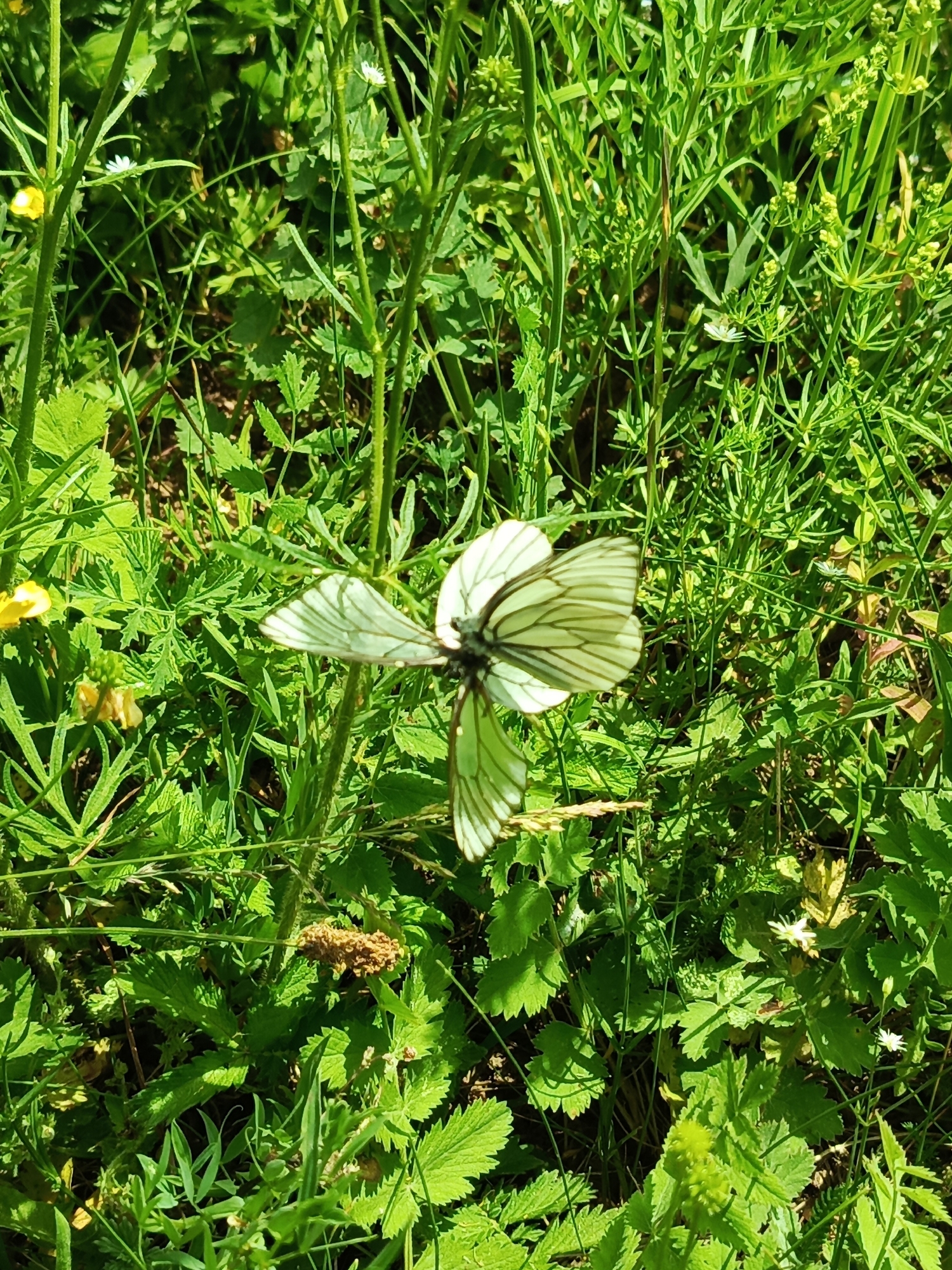 A black-veined white butterfly rests on a green plant stem. The butterfly's wings are spread open, revealing intricate black veining against a white background. The surrounding environment is a vibrant meadow filled with lush green foliage and scattered yellow wildflowers. The scene appears to be a natural setting, likely a field or garden, in the city of Chumna, Russia. The lighting suggests it is daytime, with sunlight filtering through the leaves, creating a dappled effect. No people or other animals are visible in the image.