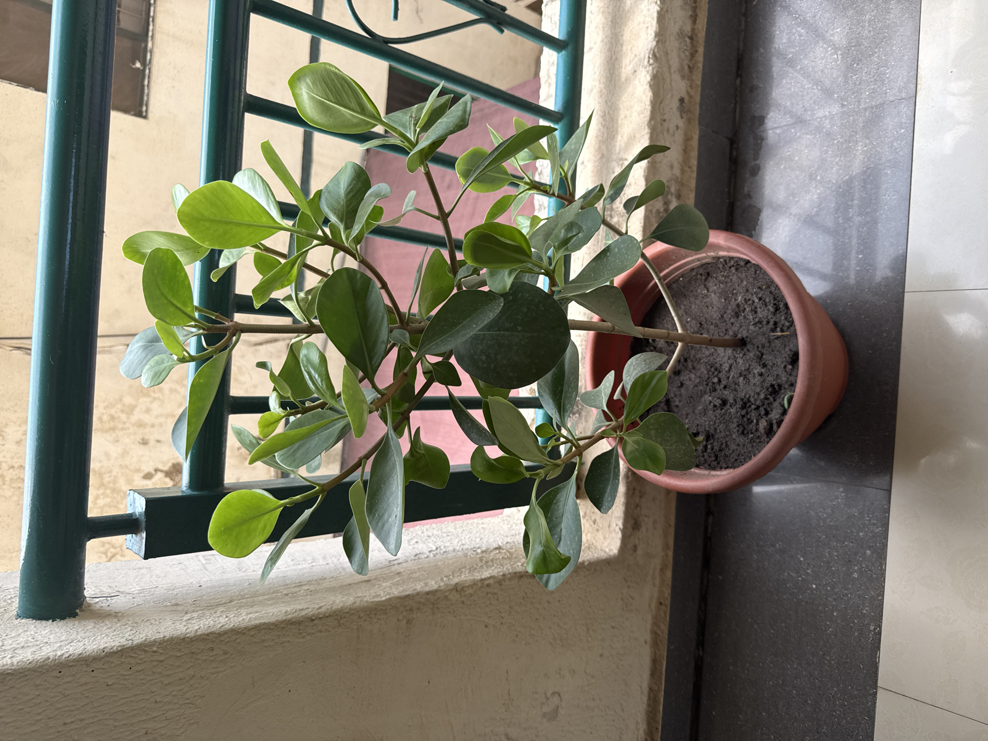 A medium shot shows a green-leafed plant in a terracotta-colored pot, situated on a light-colored, textured windowsill with a green metal railing. The plant's leaves are smooth and rounded, densely clustered on its branches. The soil in the pot is dark and evenly filled. The windowsill has a rough, stucco-like surface. The green railing consists of vertical and horizontal bars forming a grid. Behind the railing, there's a blurred background with muted colors, suggesting an urban setting. To the right of the windowsill, there's a dark gray tiled surface. The image is well-lit, casting shadows that indicate a natural light source from the outside. There are no people visible. The setting is possibly residential, but without additional context, specific details like Abuja, Nigeria cannot be determined.