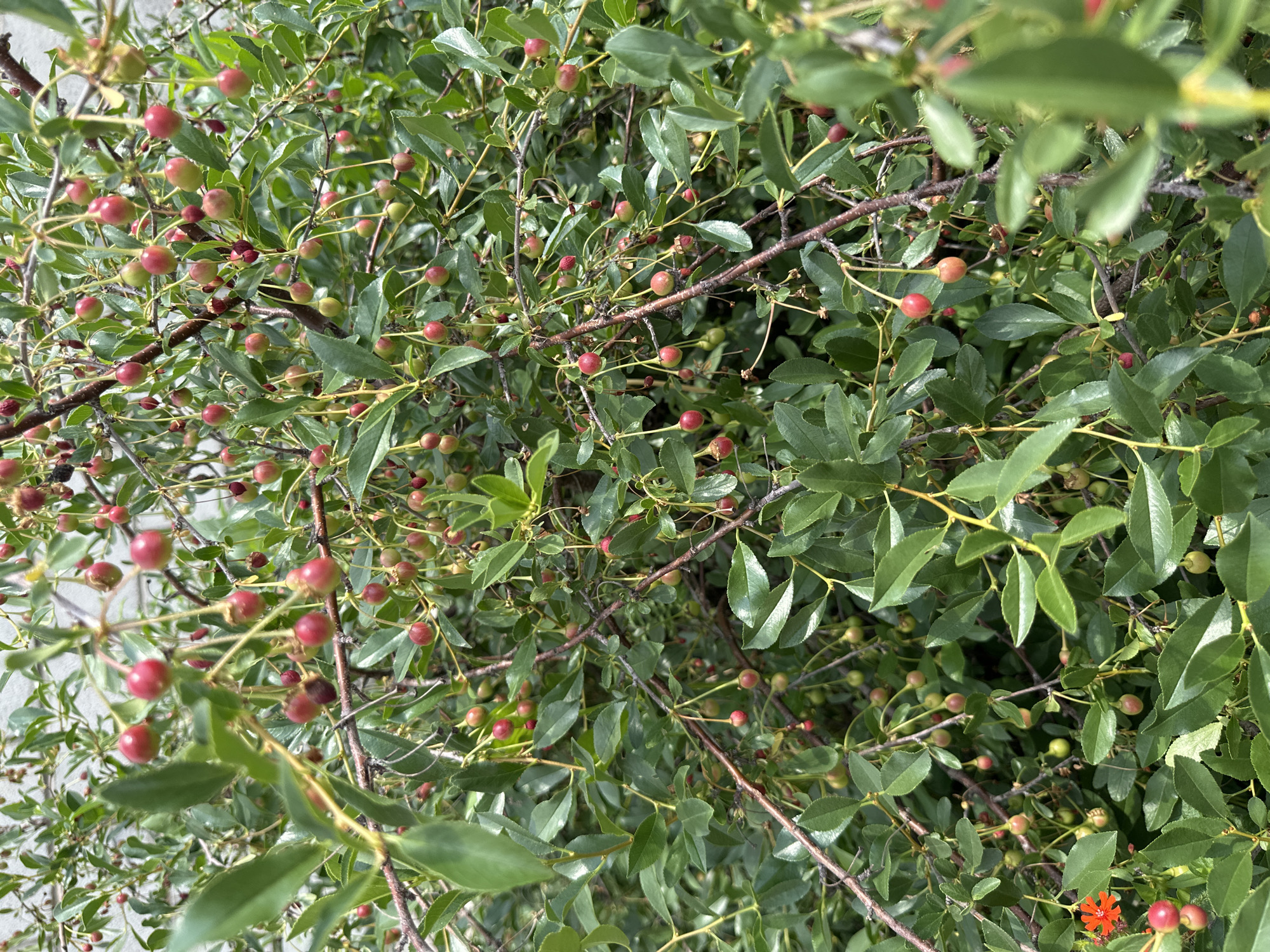 The image is a close-up, eye-level shot of a cherry tree laden with ripe and ripening cherries, interspersed with lush green leaves and thin branches. The cherries are predominantly red, with some showing a pinkish hue, and a few green ones are also visible, indicating a mix of ripeness. The branches are a mix of brown and reddish-brown, some thin and delicate, others thicker, forming a dense canopy. The background is a soft blur of green foliage and possibly a light-colored wall or building, suggesting an outdoor, perhaps urban or suburban, setting in Қосшы, Kazakhstan. There are no people or animals visible in the frame. The lighting suggests a bright, natural daylight scene. In the lower left corner, there is a small cluster of bright orange-red flowers, adding a contrasting splash of color to the predominantly green and red palette.