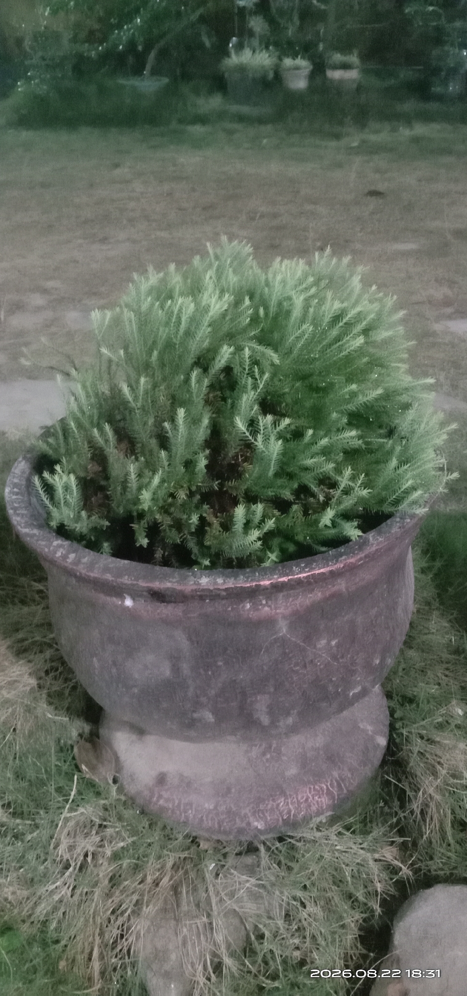 An outdoor scene displays a potted plant in a large, weathered planter. The planter is dark in color, with a wide rim and a pedestal base, and appears to be made of stone or concrete. Inside the planter is a lush, green, bushy plant with small, needle-like leaves. The planter sits on a patch of grass, which is somewhat dry and interspersed with some fallen leaves and small stones. In the background, blurred out, are more plants and possibly other planters, suggesting a garden or park setting. The lighting indicates it may be dusk or early morning. The timestamp in the bottom right corner reads "2026.08.22 18:31". No people are visible.