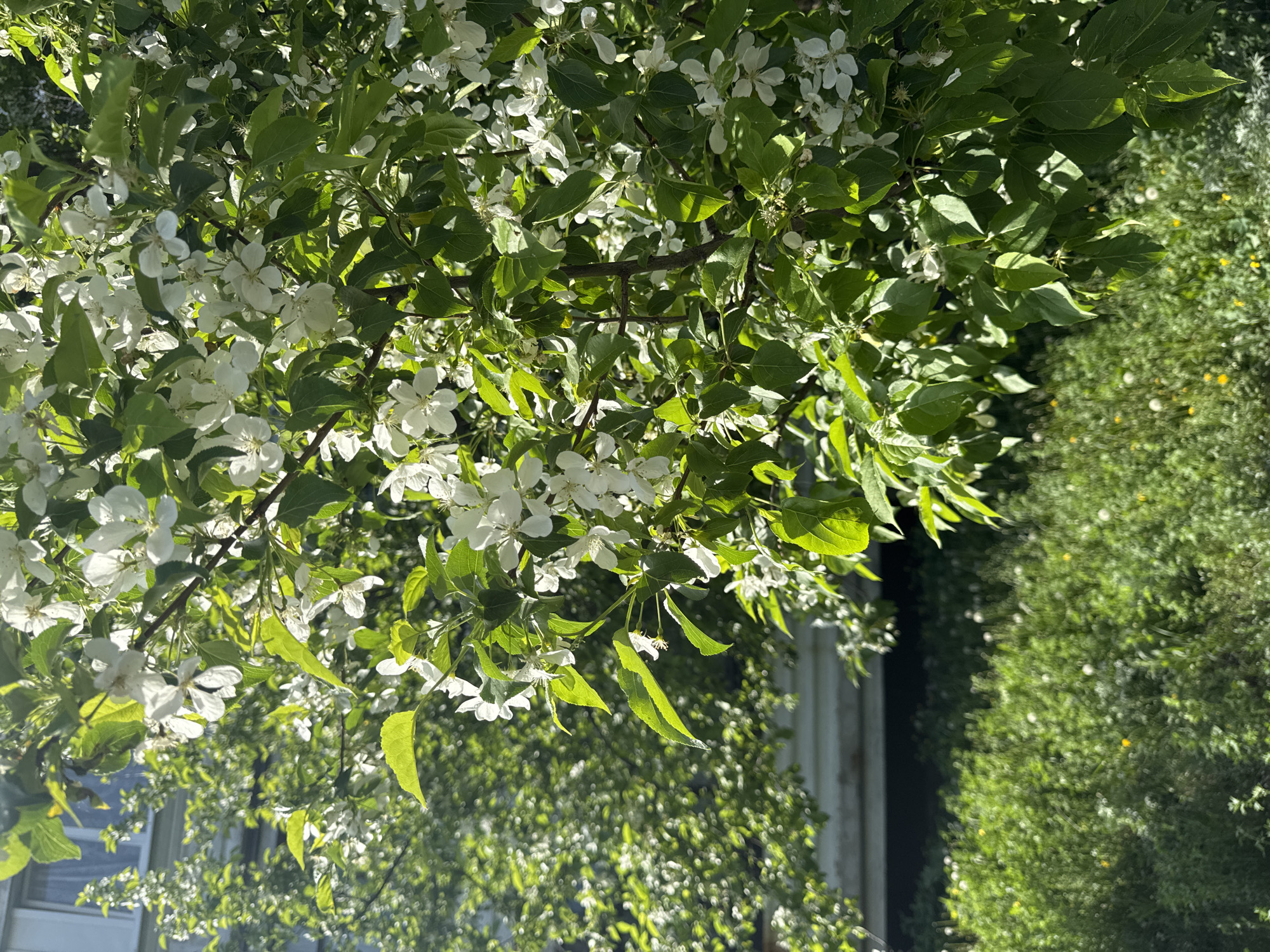 The image depicts a tree in full bloom with white flowers and green leaves. The foliage is dense and appears to be healthy. In the background, there's a blurred view of other greenery and possibly a building with light-colored siding. The setting appears to be outdoors during a sunny day. There is no indication of people, actions, or interactions in the visible frame. The location is specified to be in the city of Chaikovsky, Russia, but that detail cannot be verified from the image itself.