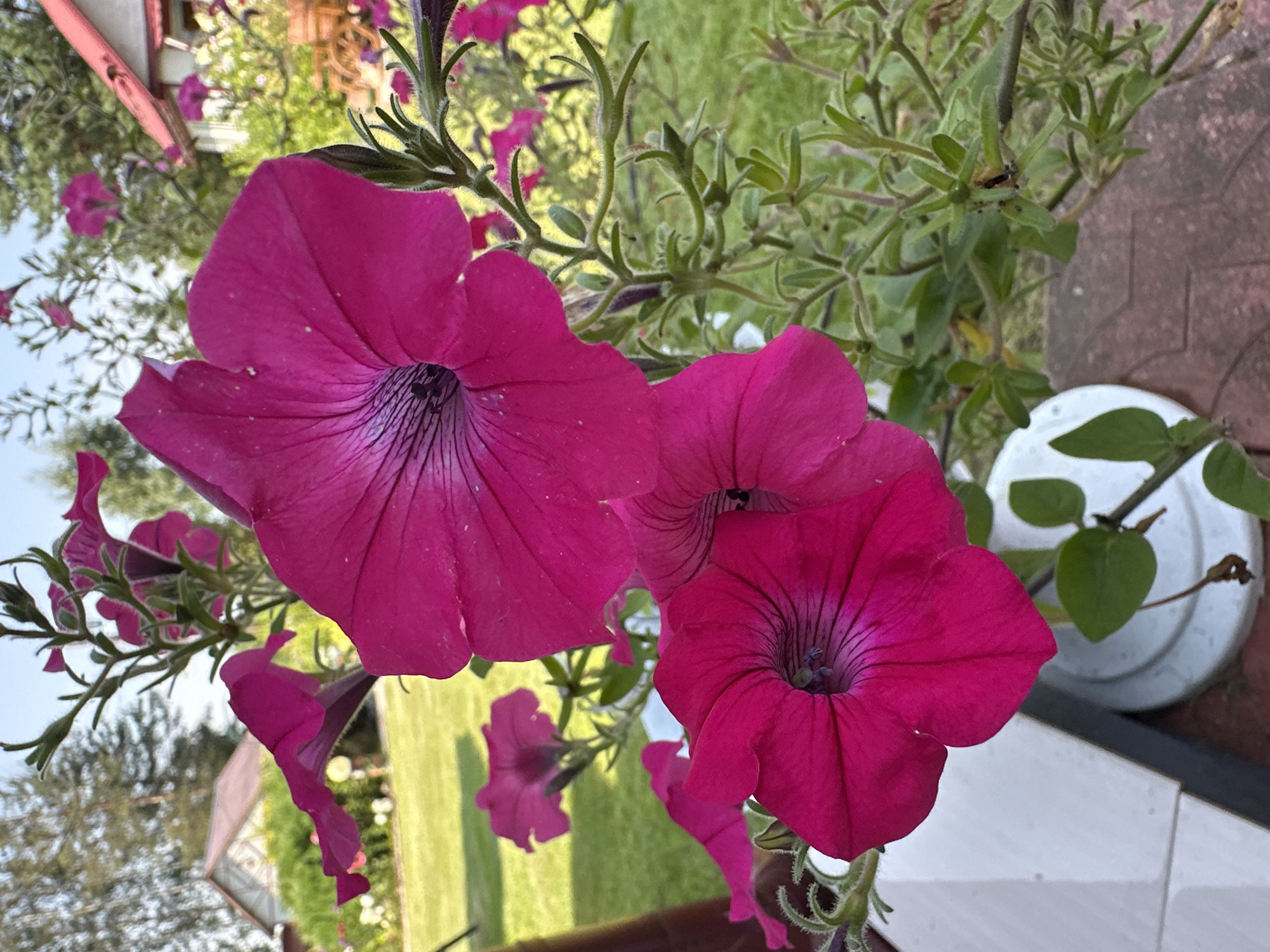 A close-up outdoor vertical shot focuses on two bright pink petunias in the foreground, with a blurred background depicting a residential area. The petunias are in full bloom, their velvety petals displaying deep magenta veins. The plant's green, hairy stems and leaves are visible, intertwined with the flowers. In the mid-ground, several other pink petunias are sparsely scattered, their colors muted by distance. Beyond the flowers, a green lawn stretches out, leading to a light-colored house with a reddish-brown roof and windows. Trees with green foliage are also present in the background. The scene is bathed in natural light, suggesting it was taken during the daytime. The overall setting appears to be a garden or yard in a quiet, possibly rural or suburban location. The image is likely from Nepeitsino, Russia, a location known for its natural beauty and outdoor spaces.