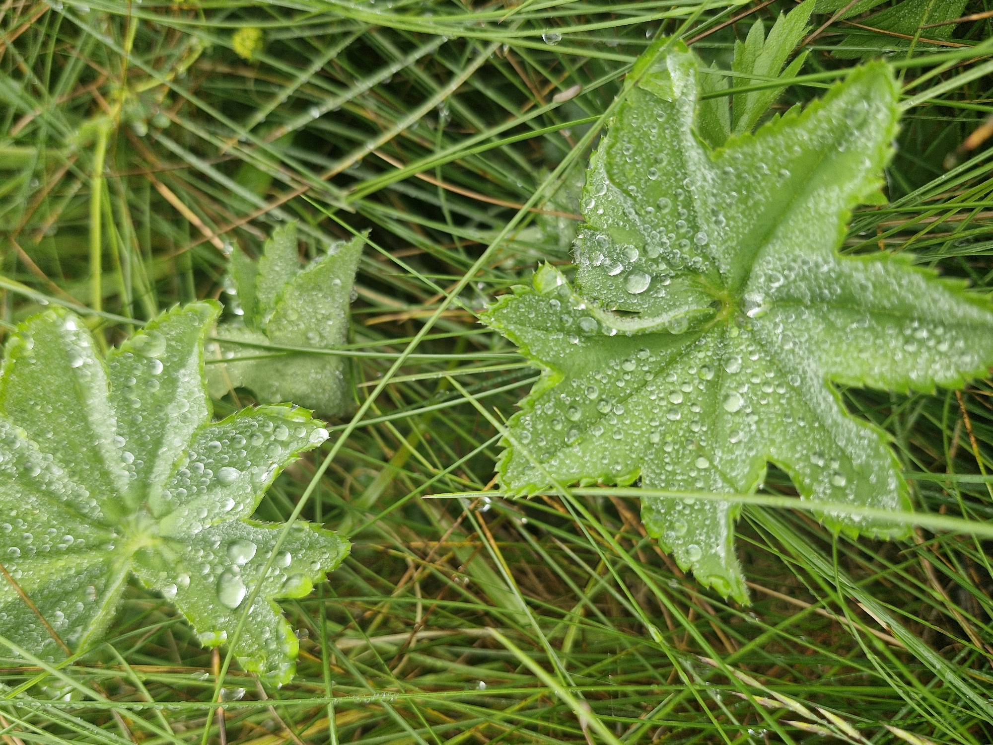 The image shows a close-up view of green leaves with dew drops, surrounded by blades of grass. The leaves are roughly star-shaped with serrated edges, and each vein is clearly visible. The dew drops are scattered across the surface of the leaves, some appearing as small beads and others as larger, more prominent spheres. The grass is dense and a vibrant green, with some blades appearing out of focus in the background. The lighting suggests an overcast day or early morning, with diffused light highlighting the water droplets. The overall impression is one of natural beauty and freshness. The image does not contain any people or indicate a specific urban location.
