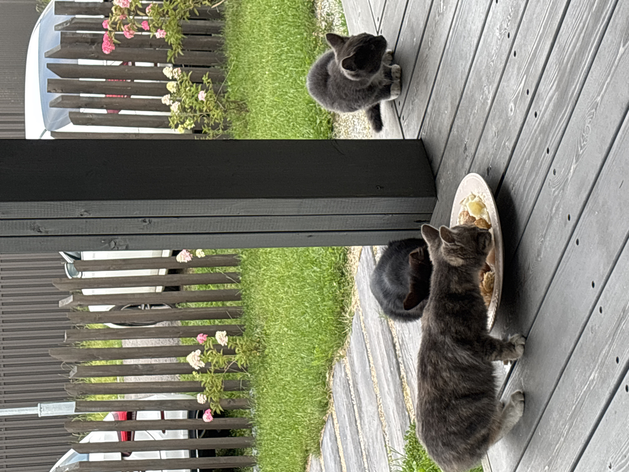 The image depicts three cats on a wooden porch in Zvenigorod, Russia. A gray tabby cat is eating from a plate of food. Behind it, a black cat is also eating from the plate. To the right, a small gray cat is looking down at the plate. The porch is adjacent to a grassy yard with a wooden fence and two white cars parked behind it. Pink and white flowers are blooming near the fence.