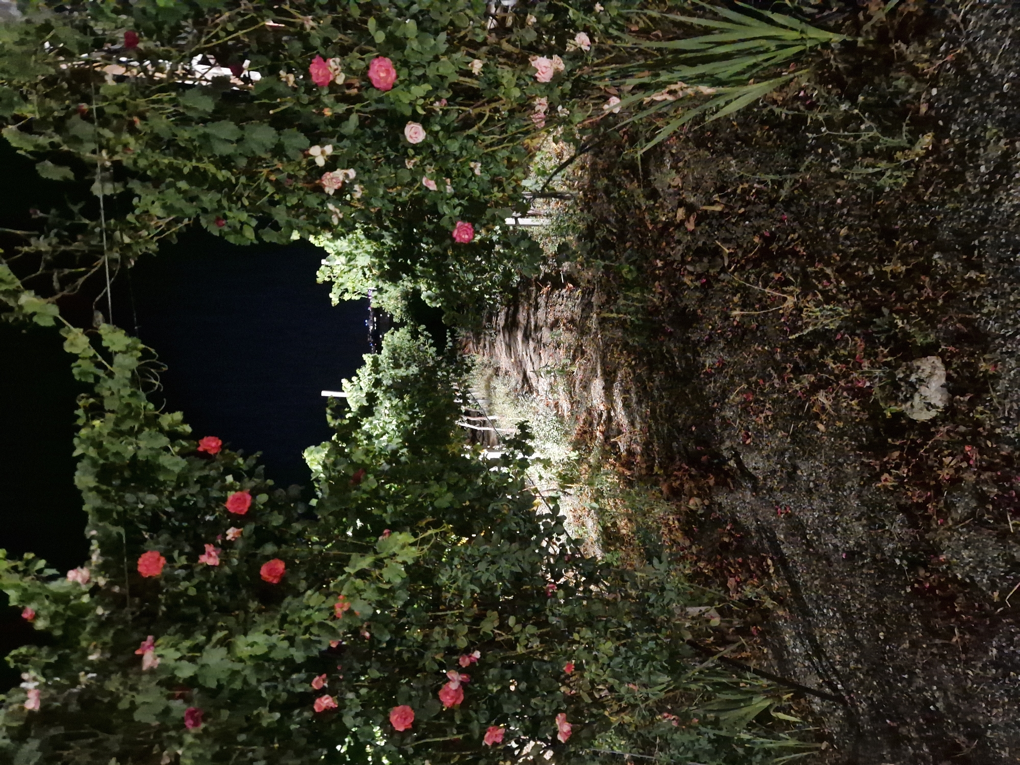 The image shows a path bordered by rose bushes in the city of Tankovo, Bulgaria. The scene is lit at night, creating shadows and highlighting the vibrant colors of the roses against the dark sky. The path appears to be made of gravel and dirt, with fallen leaves scattered on either side. In the distance, lights suggest a populated area. The rose bushes are dense with green foliage and adorned with numerous pink and red blooms, some of which are unfurling. The overall impression is one of a natural pathway enhanced by the nocturnal bloom of the roses.