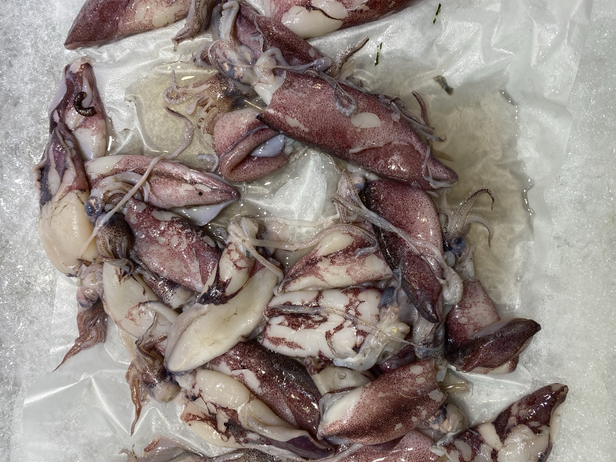 This is a close-up, overhead shot of several raw squid laid out on a surface covered with crushed ice and a translucent plastic sheet. The squid are predominantly pinkish-white with darker reddish-purple markings, some appearing translucent. Their bodies are plump, and their tentacles are visible, some curled and others extended. The scene is likely a market stall in Banda Aceh, Indonesia, given the common practice of displaying seafood on ice in such environments. There are no people or specific actions depicted, only the static arrangement of the squid. The lighting appears bright and even, typical of a commercial setting.