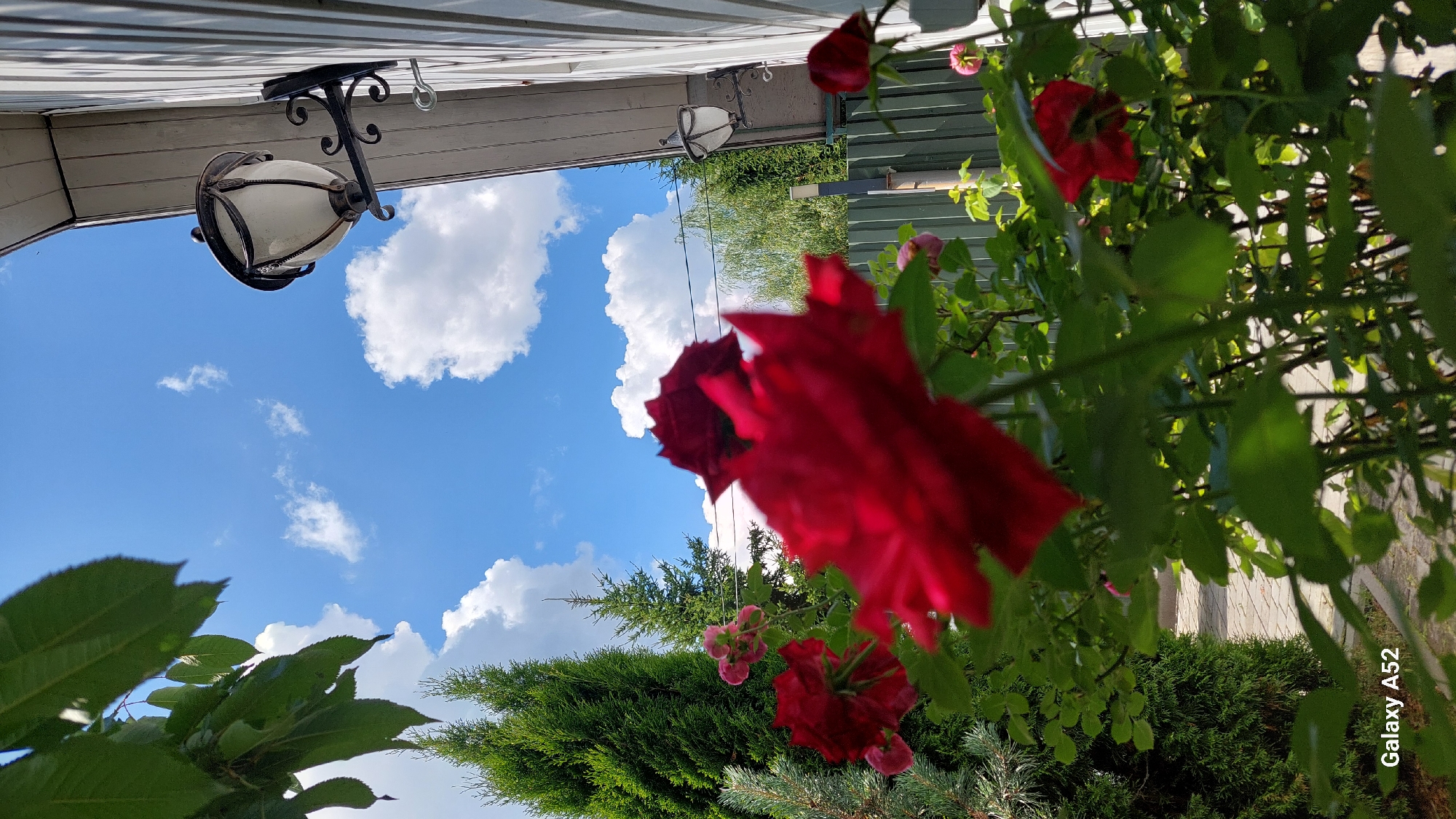 A low-angle outdoor shot captures a vibrant garden scene with a focus on blooming red roses. The foreground is dominated by lush green foliage and the blurred forms of several red roses, with one particularly prominent bloom in sharp focus. In the mid-ground, more red roses and some smaller pink flowers are visible, interspersed with dense green bushes and the top of a dark green fence. To the left, a tall, slender evergreen tree stands prominently. Behind the garden, the sky is a bright blue, dotted with fluffy white clouds. A light-colored house with white siding is visible on the right, featuring two outdoor lamps mounted on the wall. A green corrugated metal fence runs across the mid-ground, separating the garden from what appears to be a pathway. The scene is likely a residential yard in Zhavoronki, Russia, given the architectural style and vegetation. There are no people visible in the image, and the focus is entirely on the natural elements and the surrounding structures.