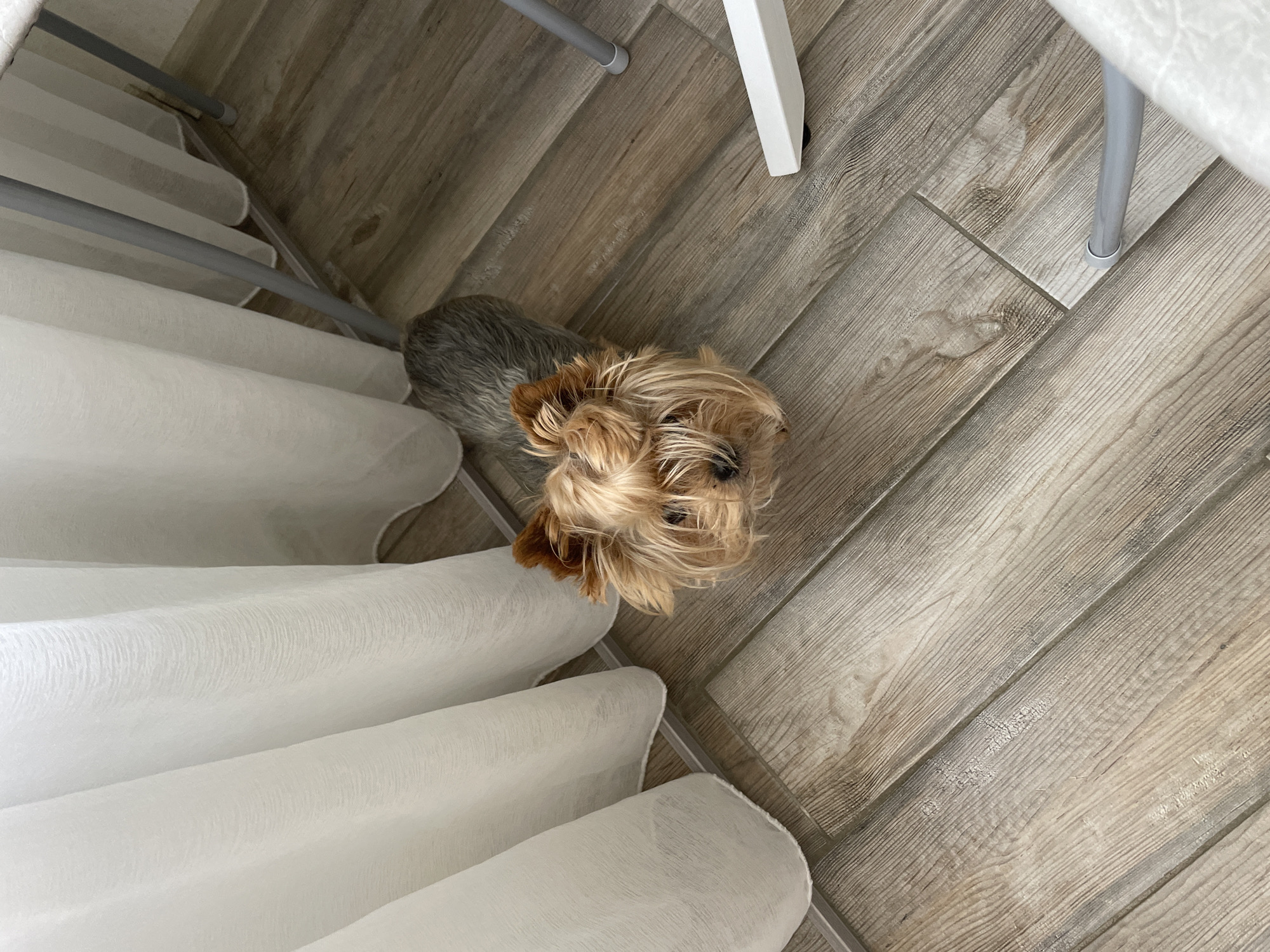 The image shows a small, long-haired dog, likely a Yorkshire Terrier, standing on a light brown, wood-patterned tile floor. The dog is positioned between a white, draped fabric (possibly a curtain or tablecloth) and the legs of a white table or chair. The dog is looking upwards towards the camera. The environment suggests an indoor setting, potentially a home in Sochi, Russia, given the query. There are no people visible. The action is the dog looking upwards. No interactions are visible.