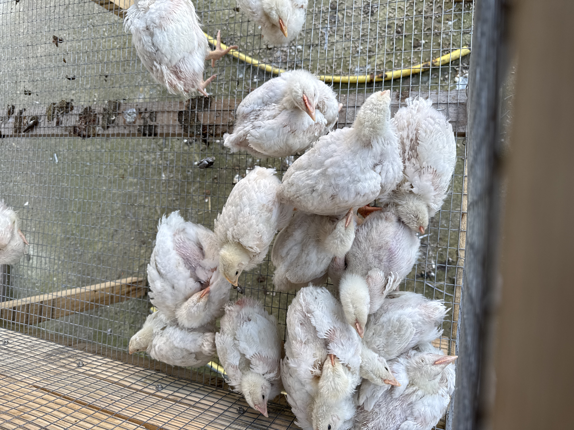 A top-down, medium-angle shot shows a group of fluffy, white chickens inside a wire cage. The cage is situated on a surface consisting of gray metal grating in one section and a wooden slat structure in another. A yellow hose is visible within the cage. The location is Lipnitsa, Bulgaria. No people are visible in the frame. The chickens are clustered together, some pecking at the ground, within the confined space of the cage.